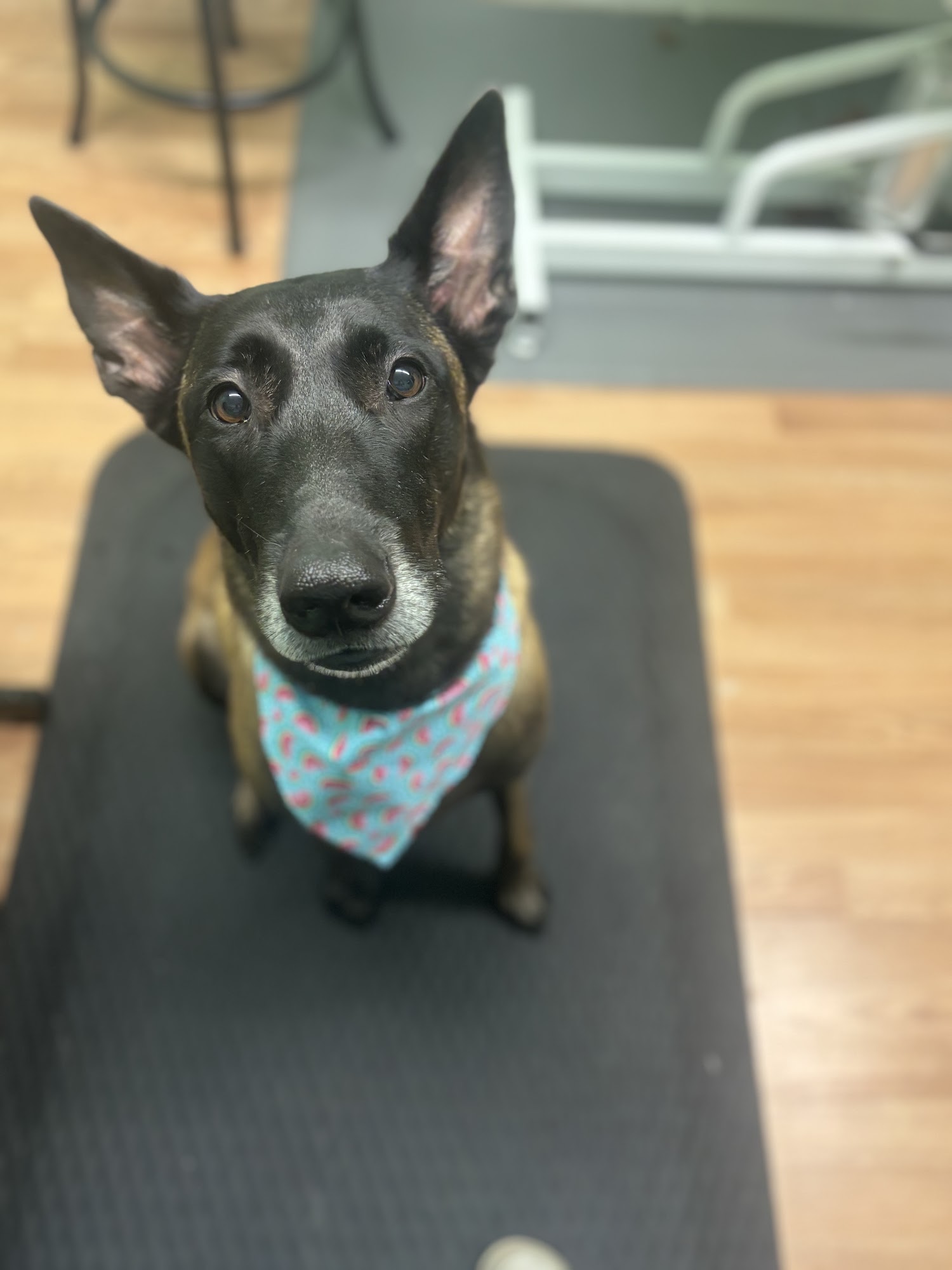 Wizard Of Paws Winchester