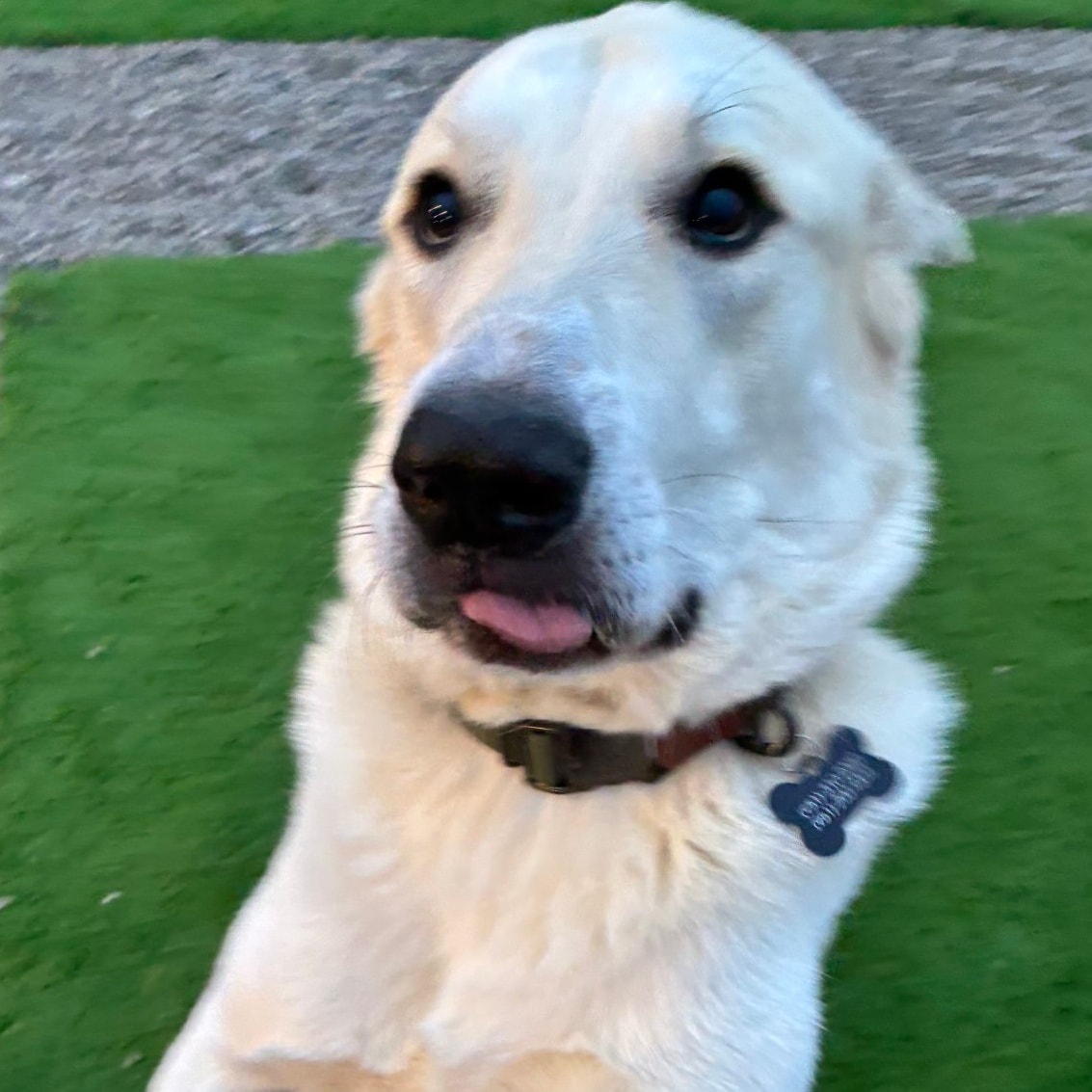 Wags and Wiggles Winchester