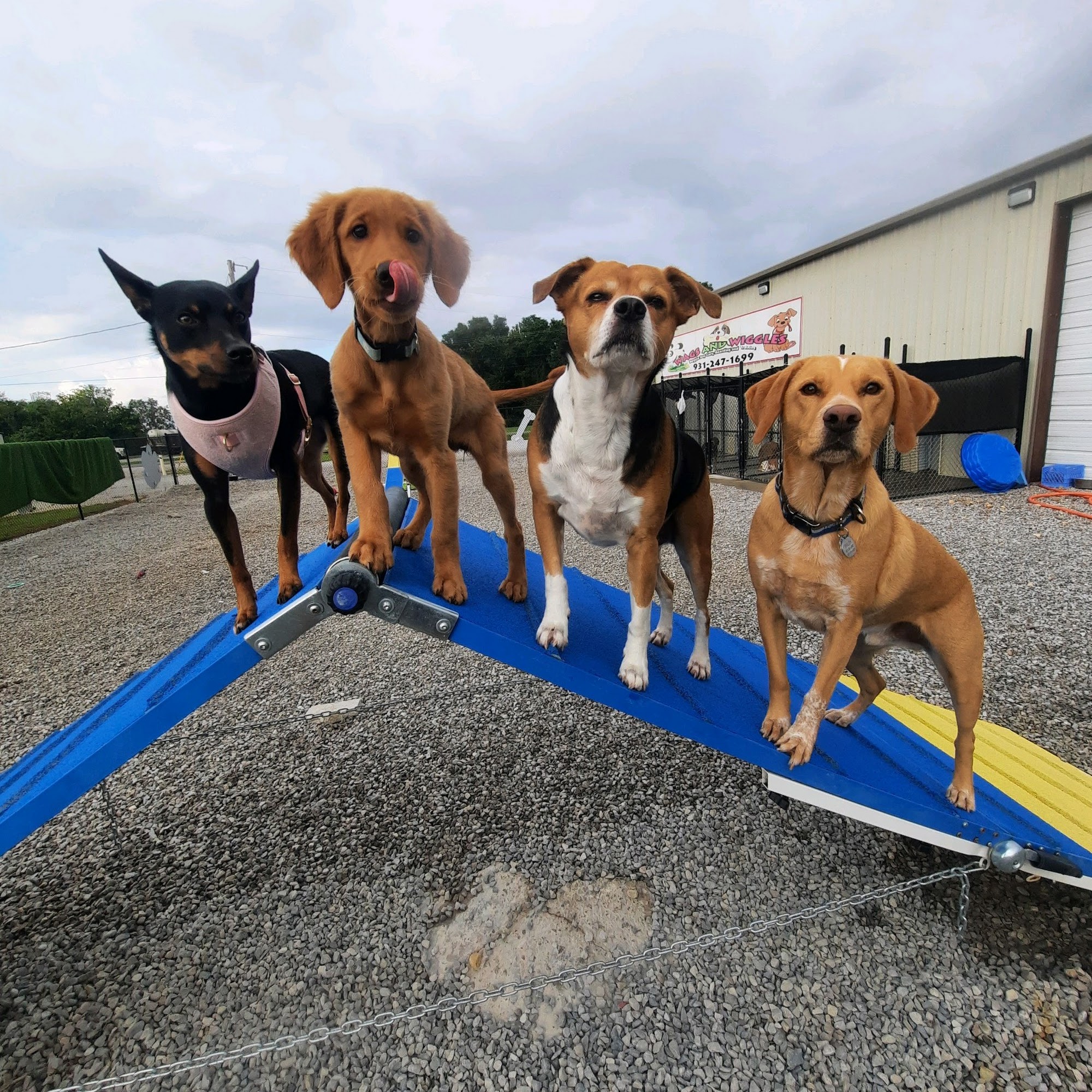 Wags and Wiggles Winchester