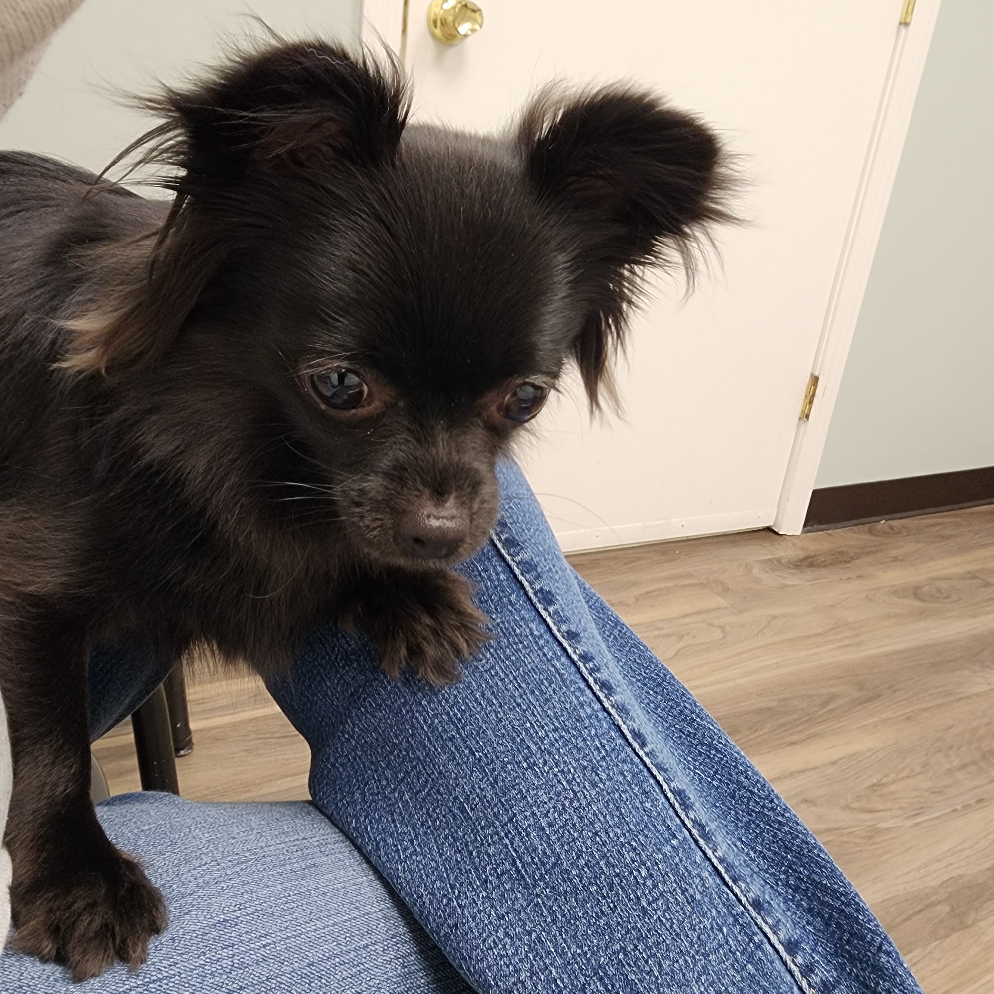 Woodbury Veterinary Hospital Woodbury