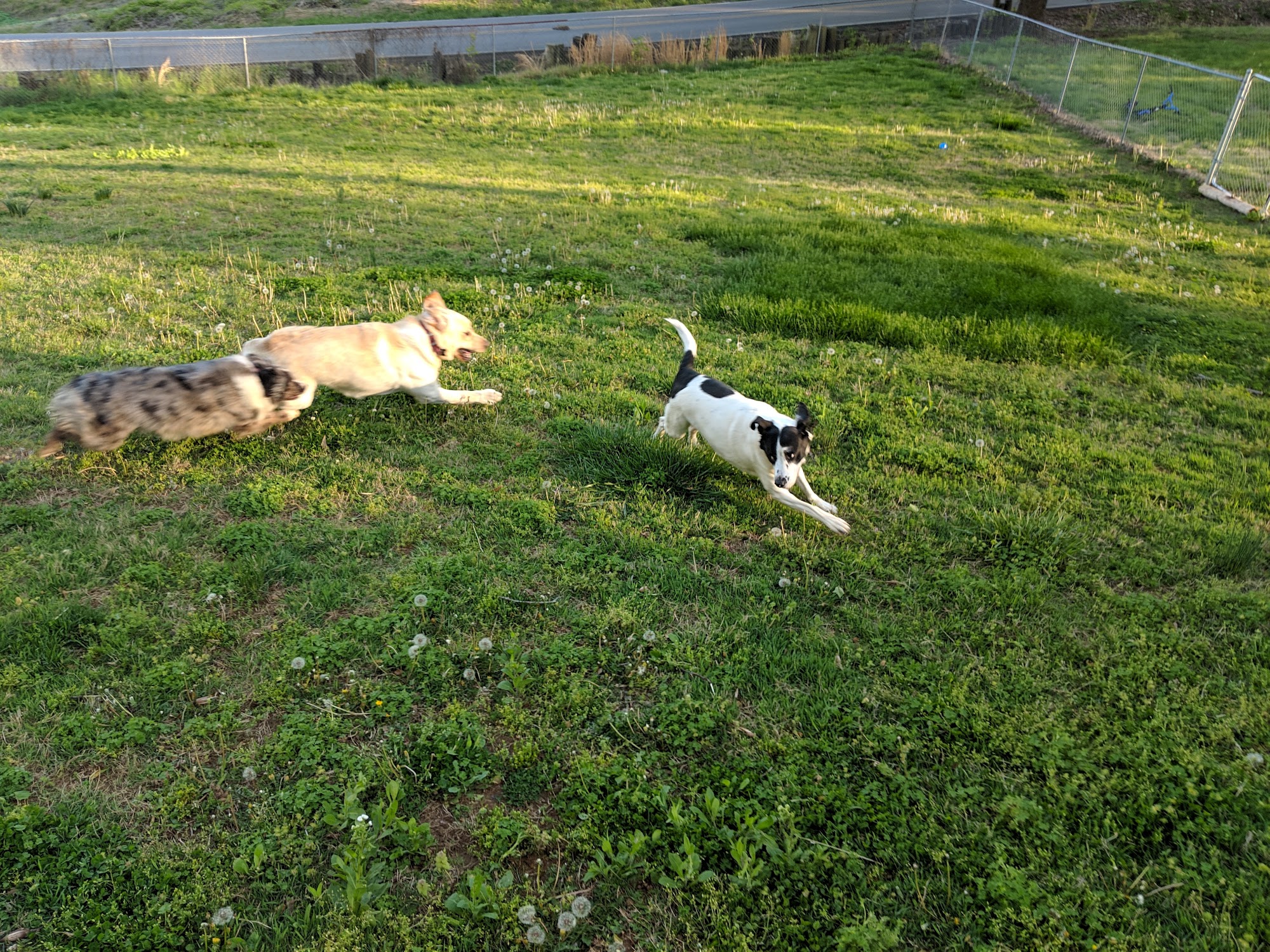 Animal Guest House Woodlawn