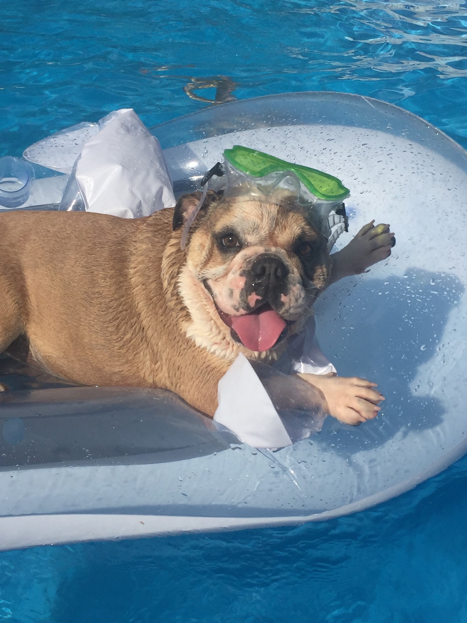 Jolly Ranch pet resort Abilene