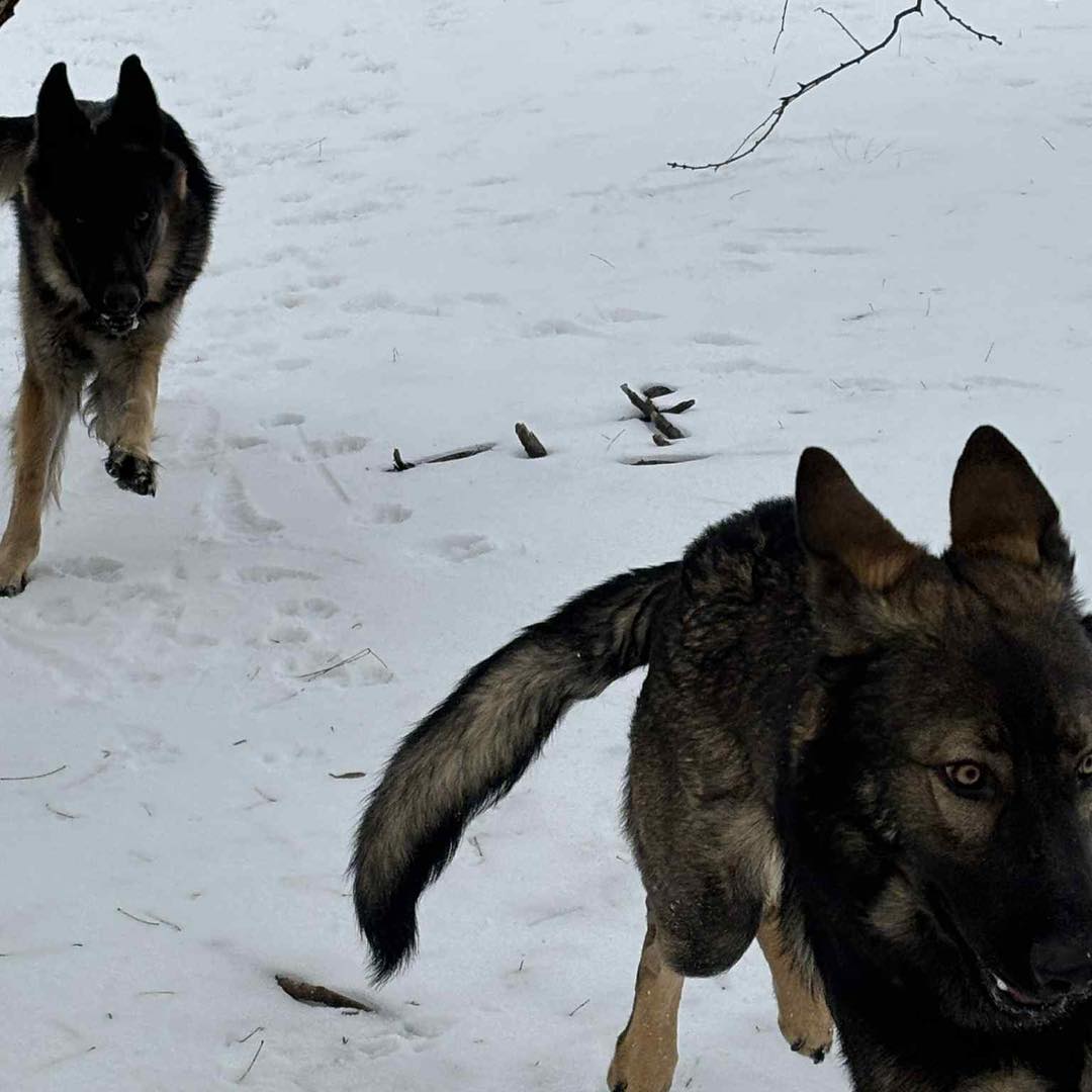 Jolly Ranch pet resort Abilene