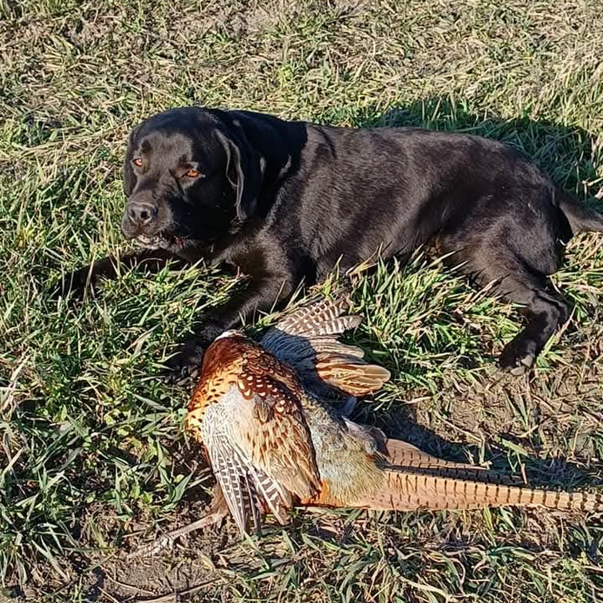 Southern Hills Kennel Abilene