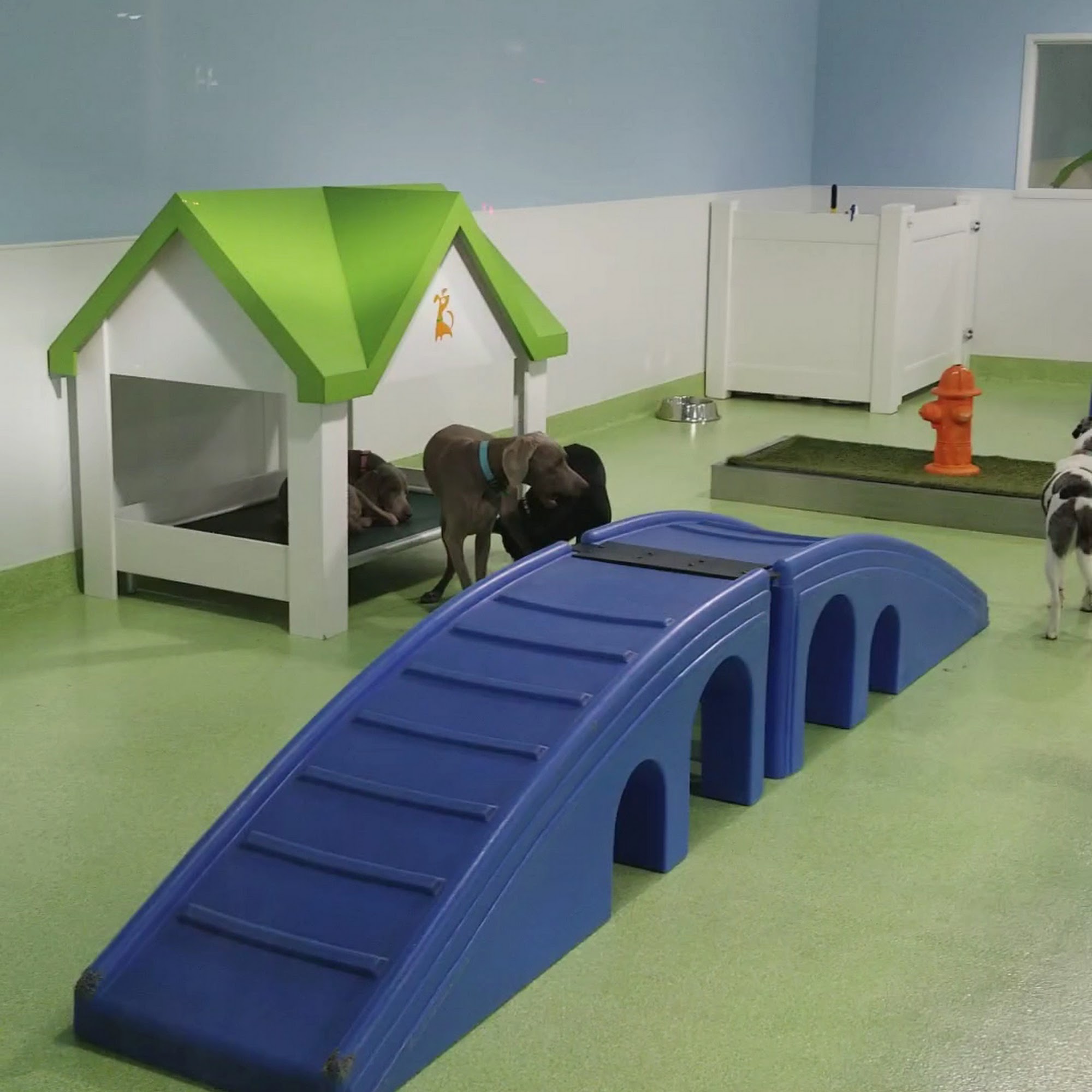 Citydog! Club Addison