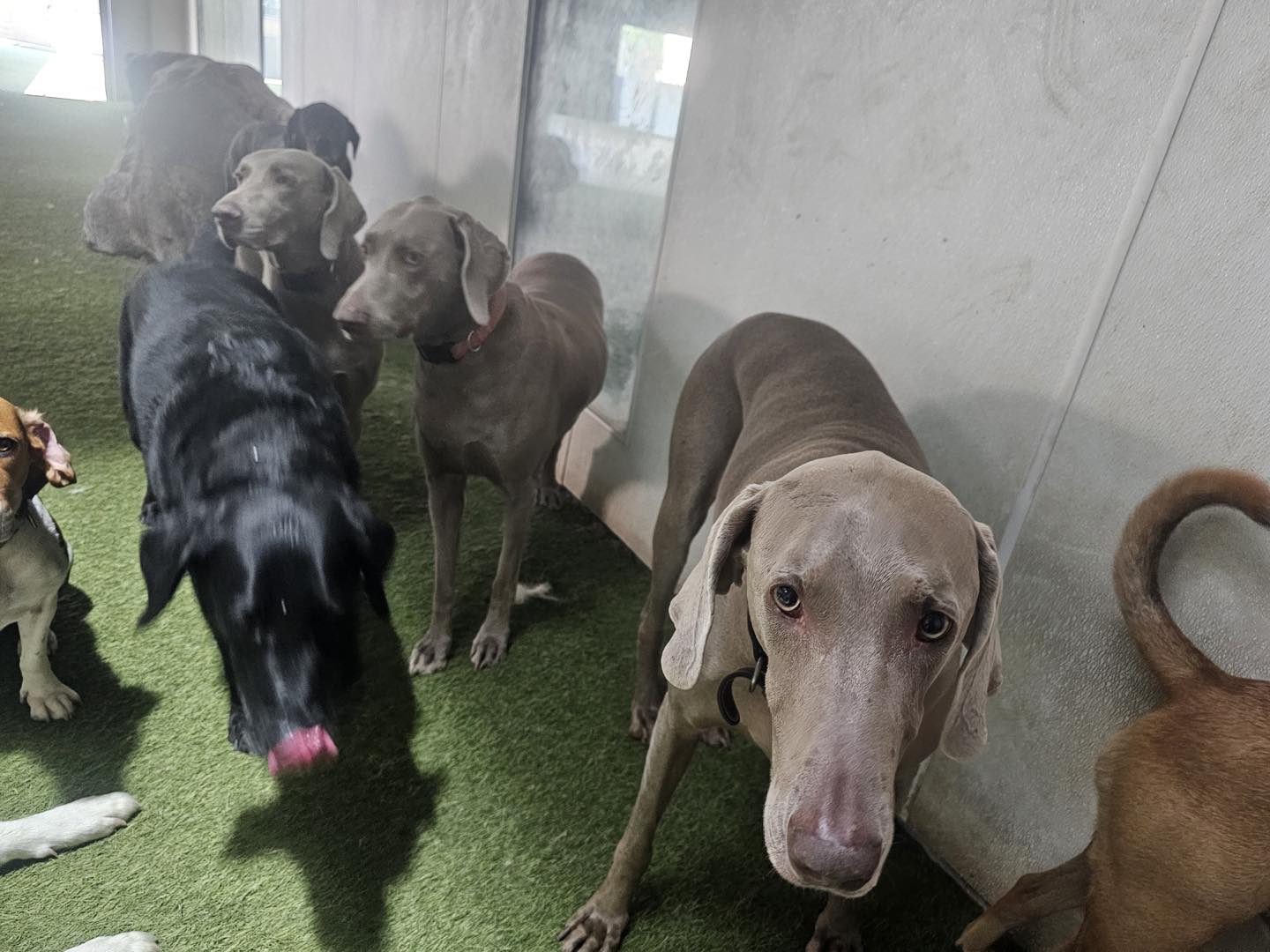 The Yard Dog Addison