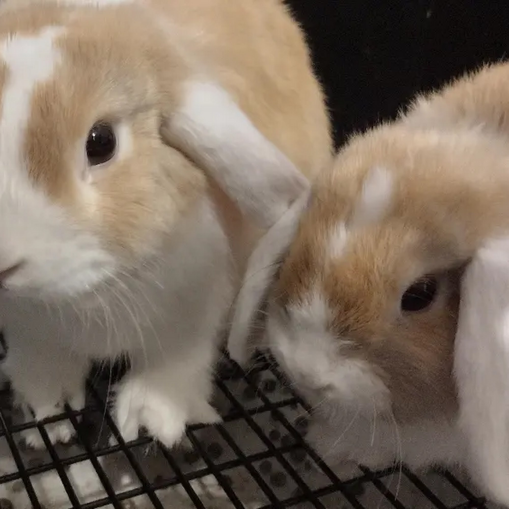 County Line Animal Hospital Adkins