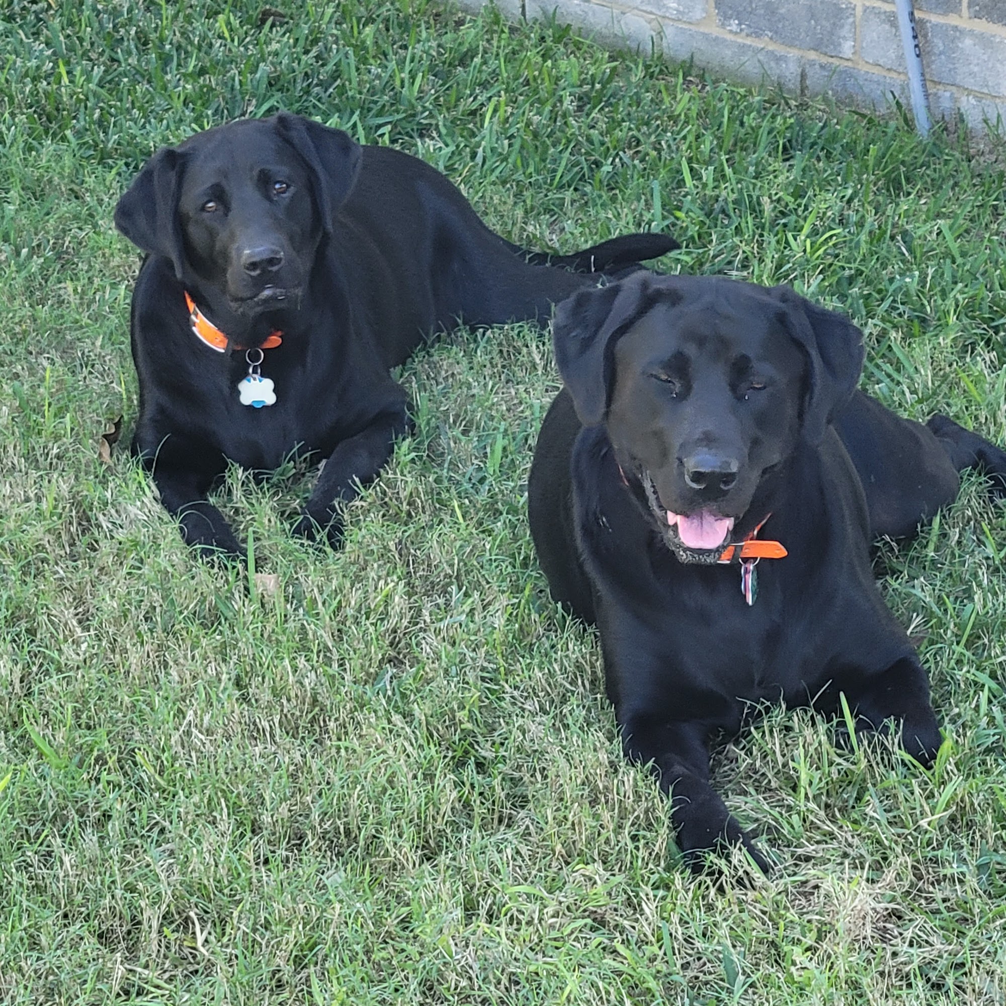 Housecall Veterinarian Adkins