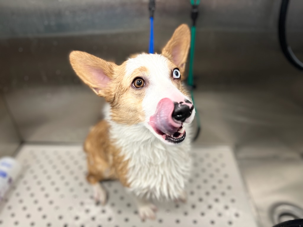 petbar Alamo Heights Alamo Heights