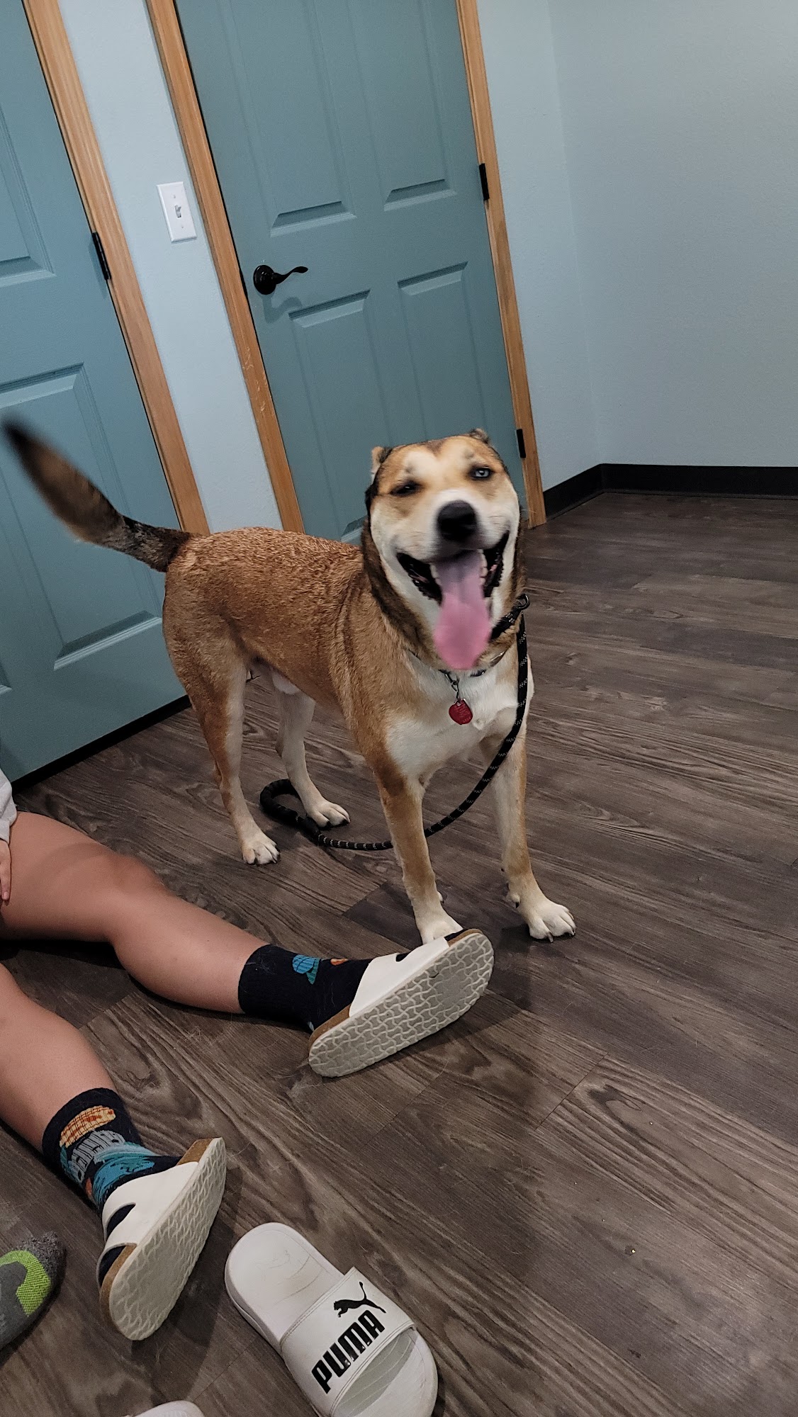 Vista Animal Hospital and Rehab Aledo