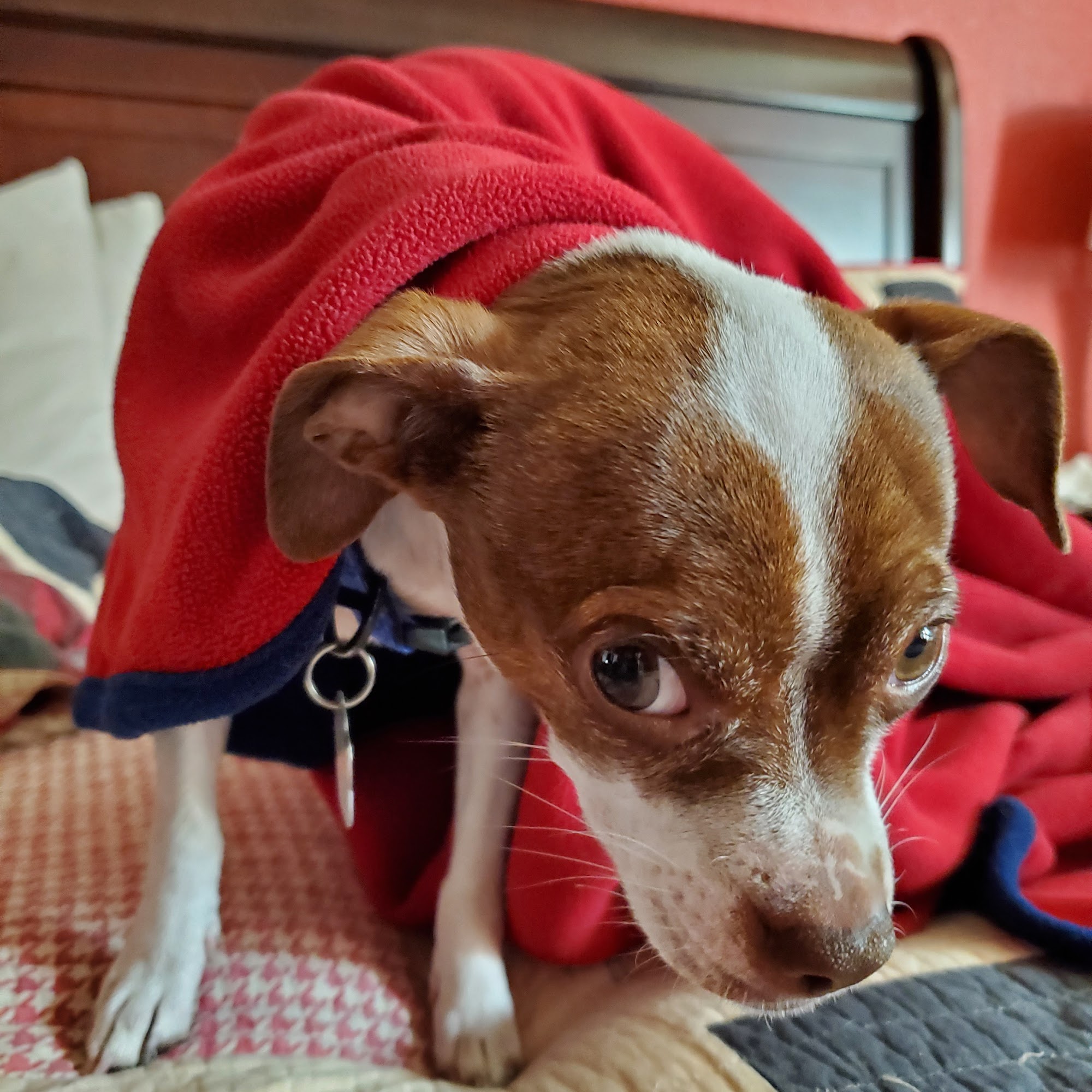 Allen Animal Clinic Allen