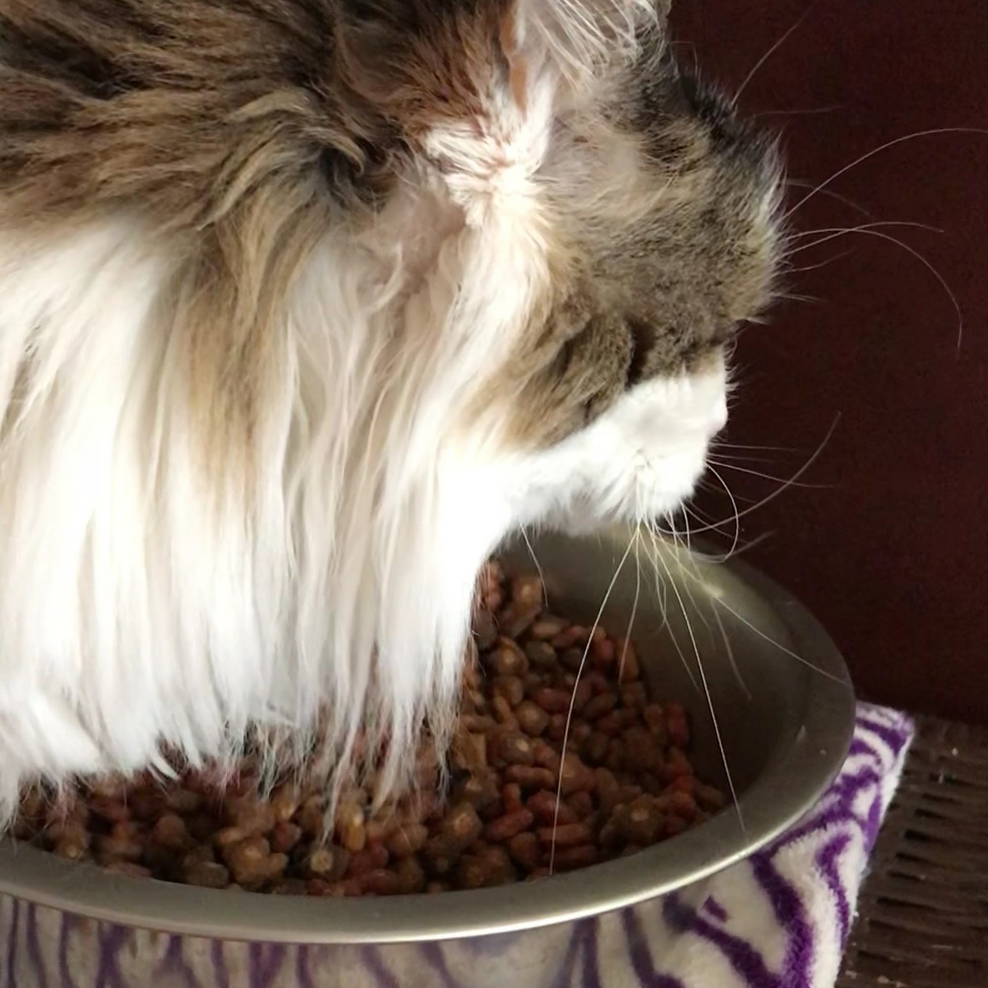 Allen Family Vet Allen