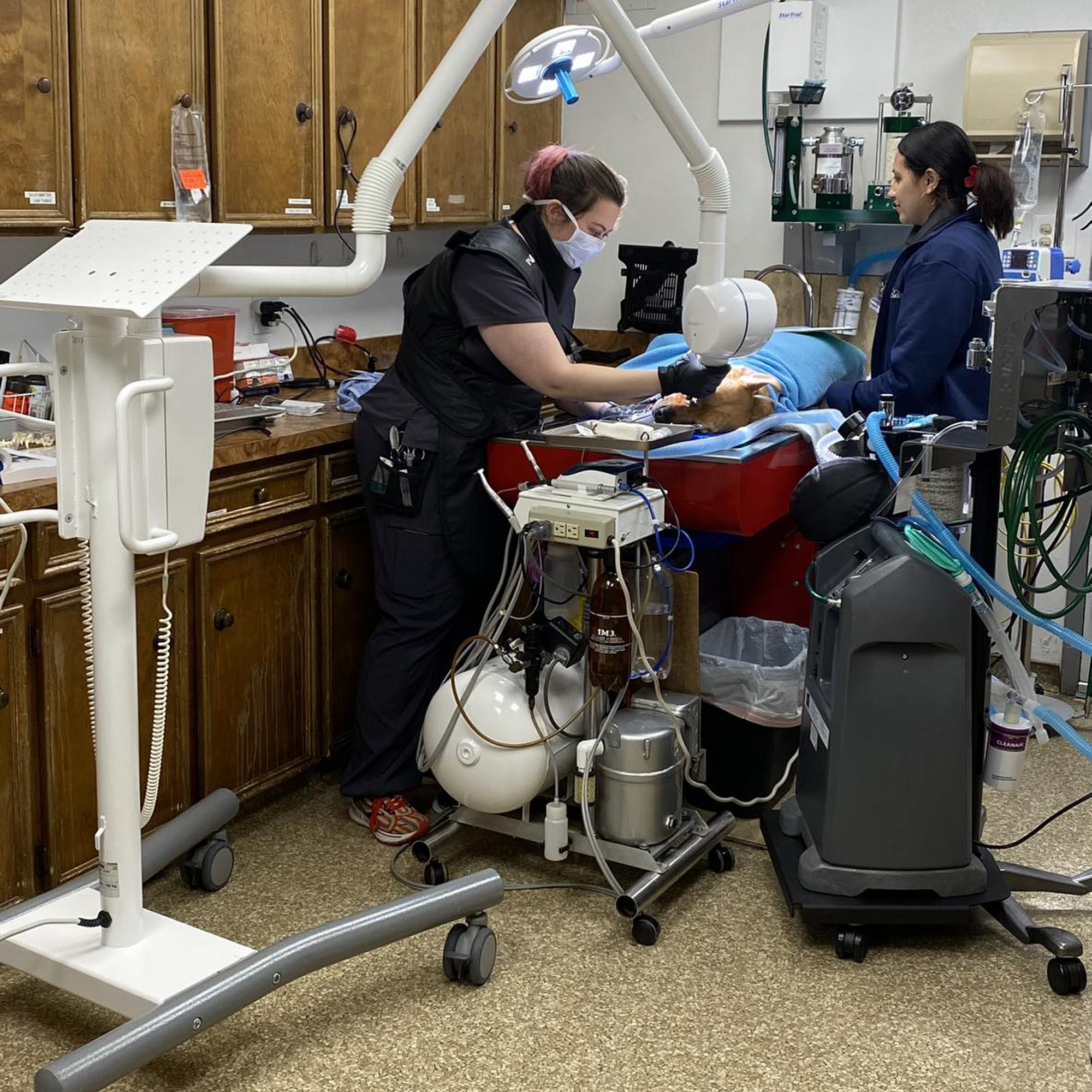 Animal Hospital of Collin County Allen