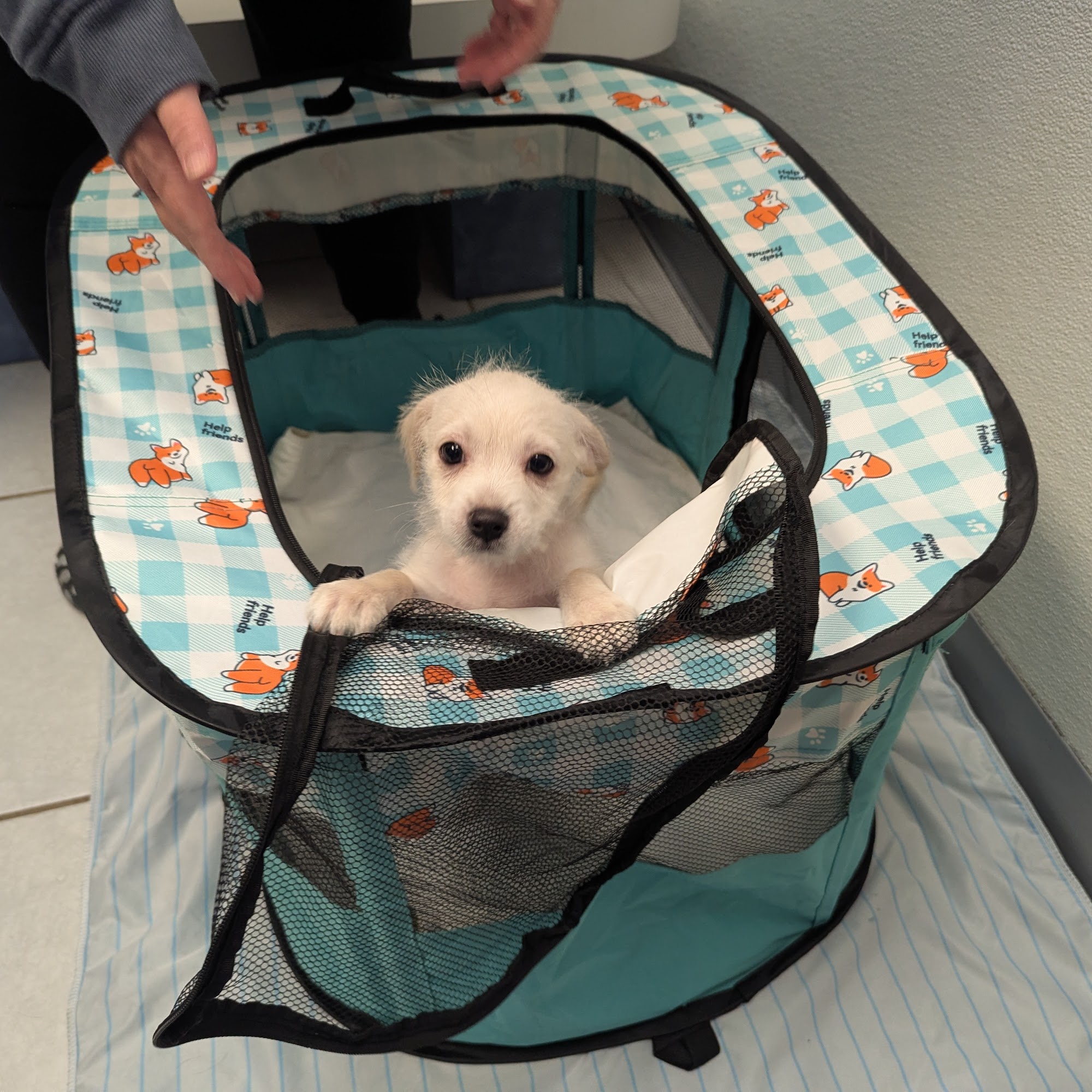 Alma Animal Hospital Allen