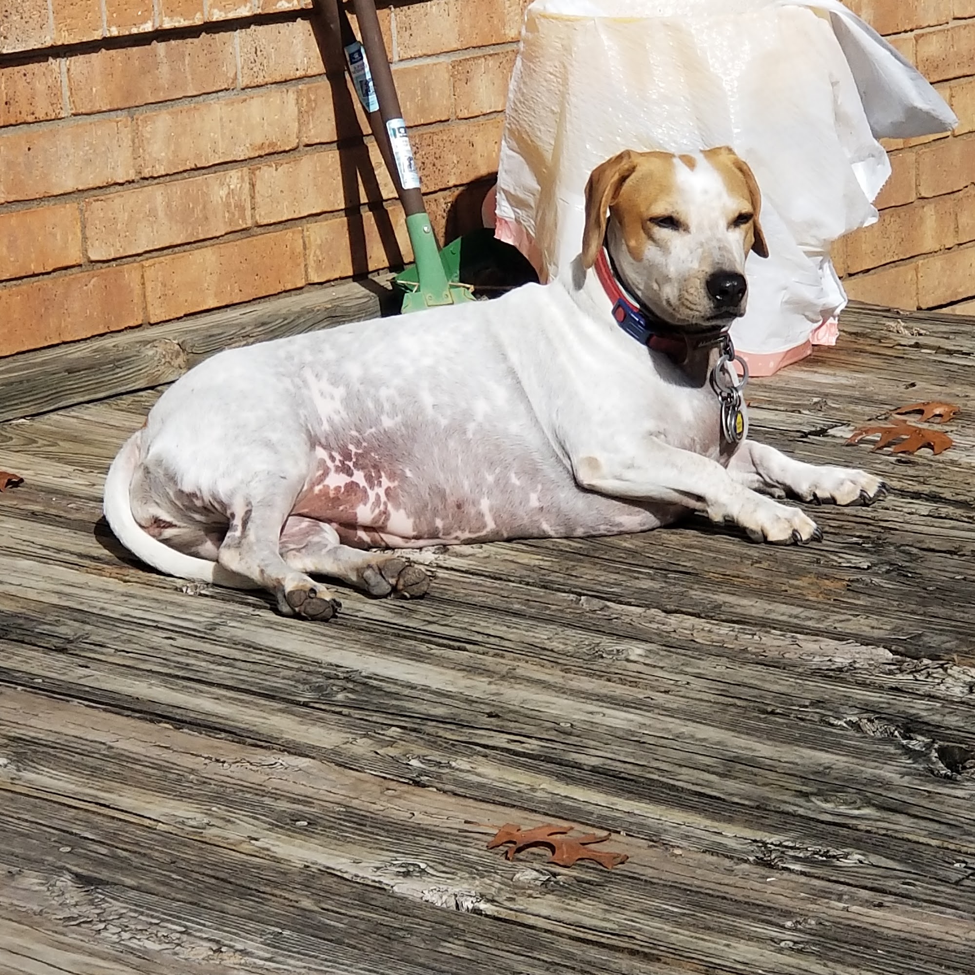 Lucas Veterinary Hospital Allen