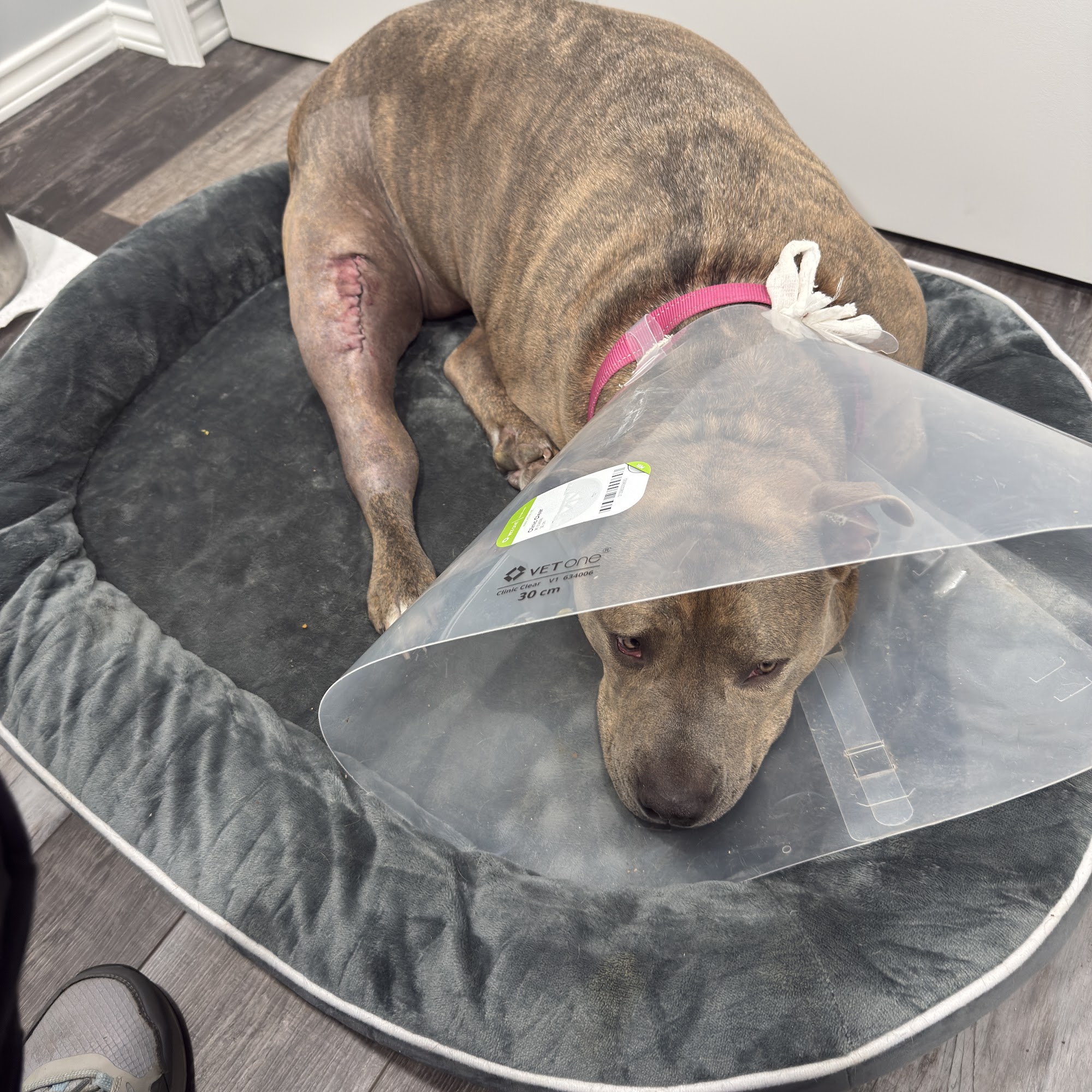 Cat Hospital of Collin County Allen