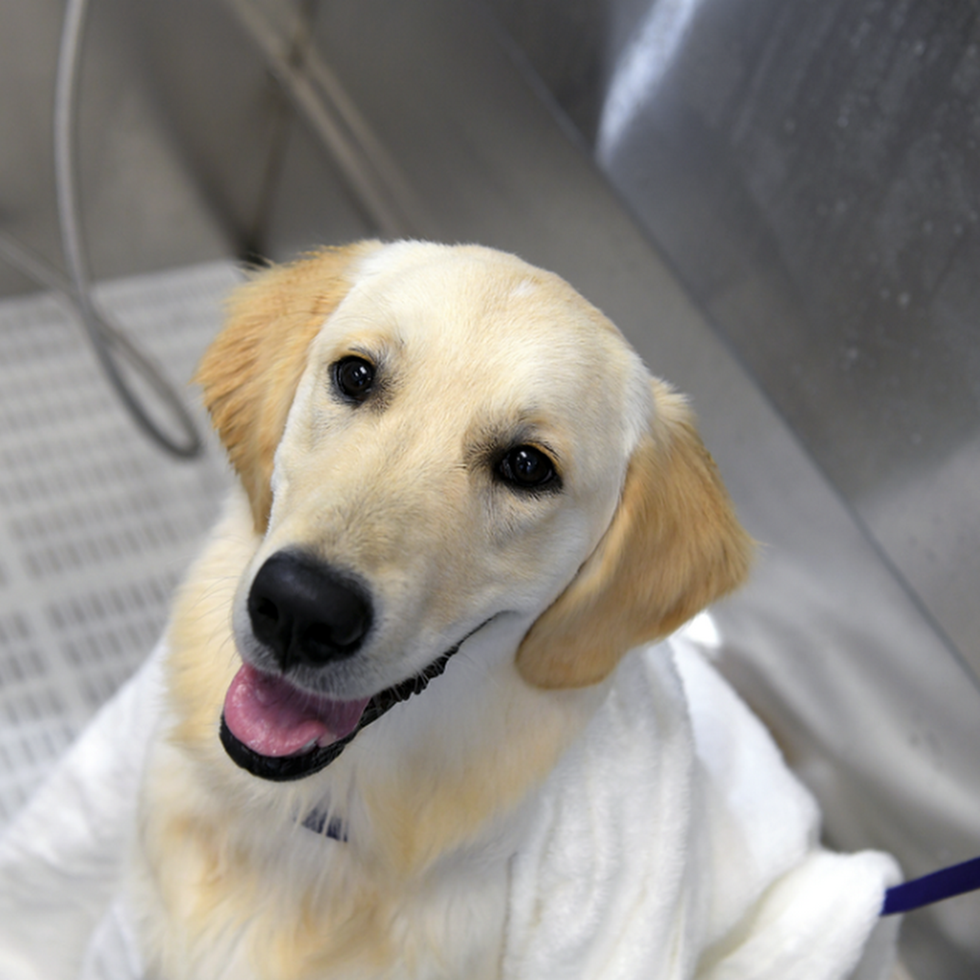 Scenthound Allen Star Creek Allen