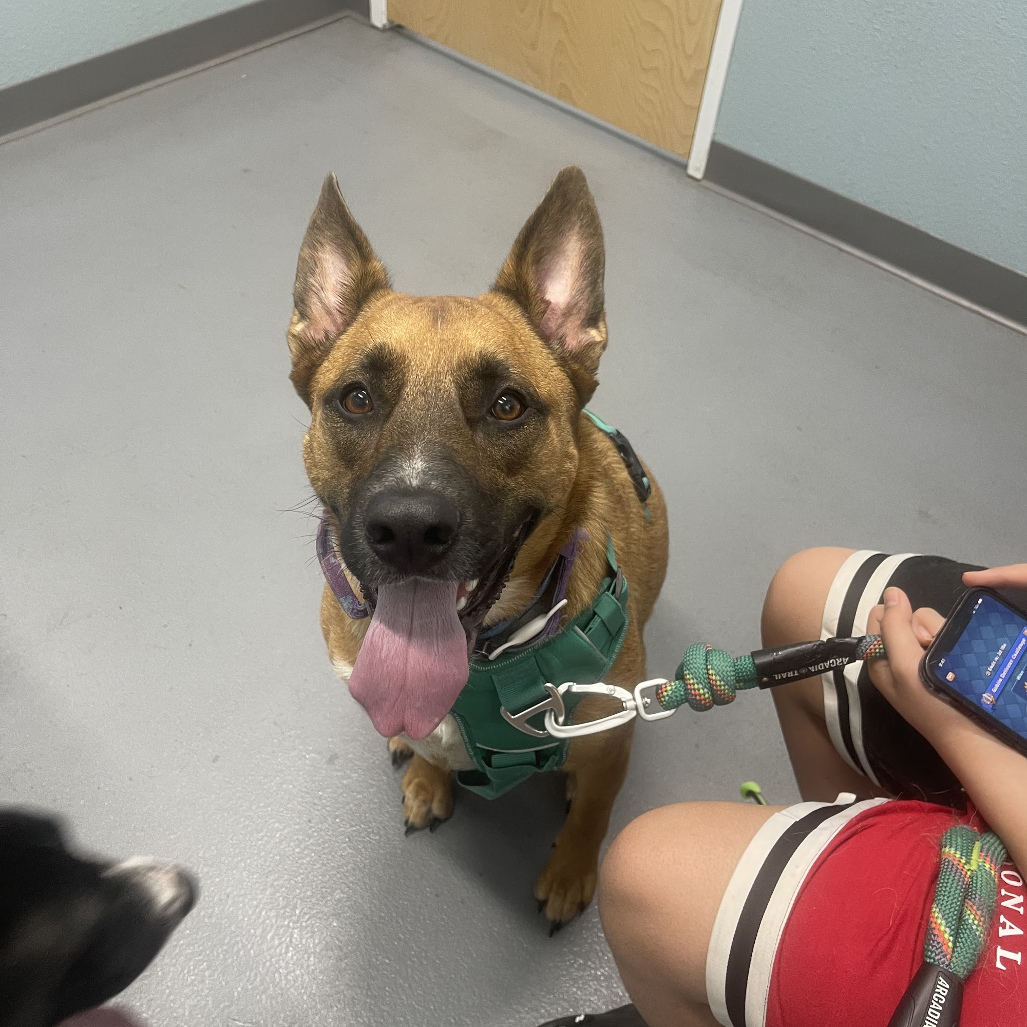 easyvet Veterinarian Allen Allen