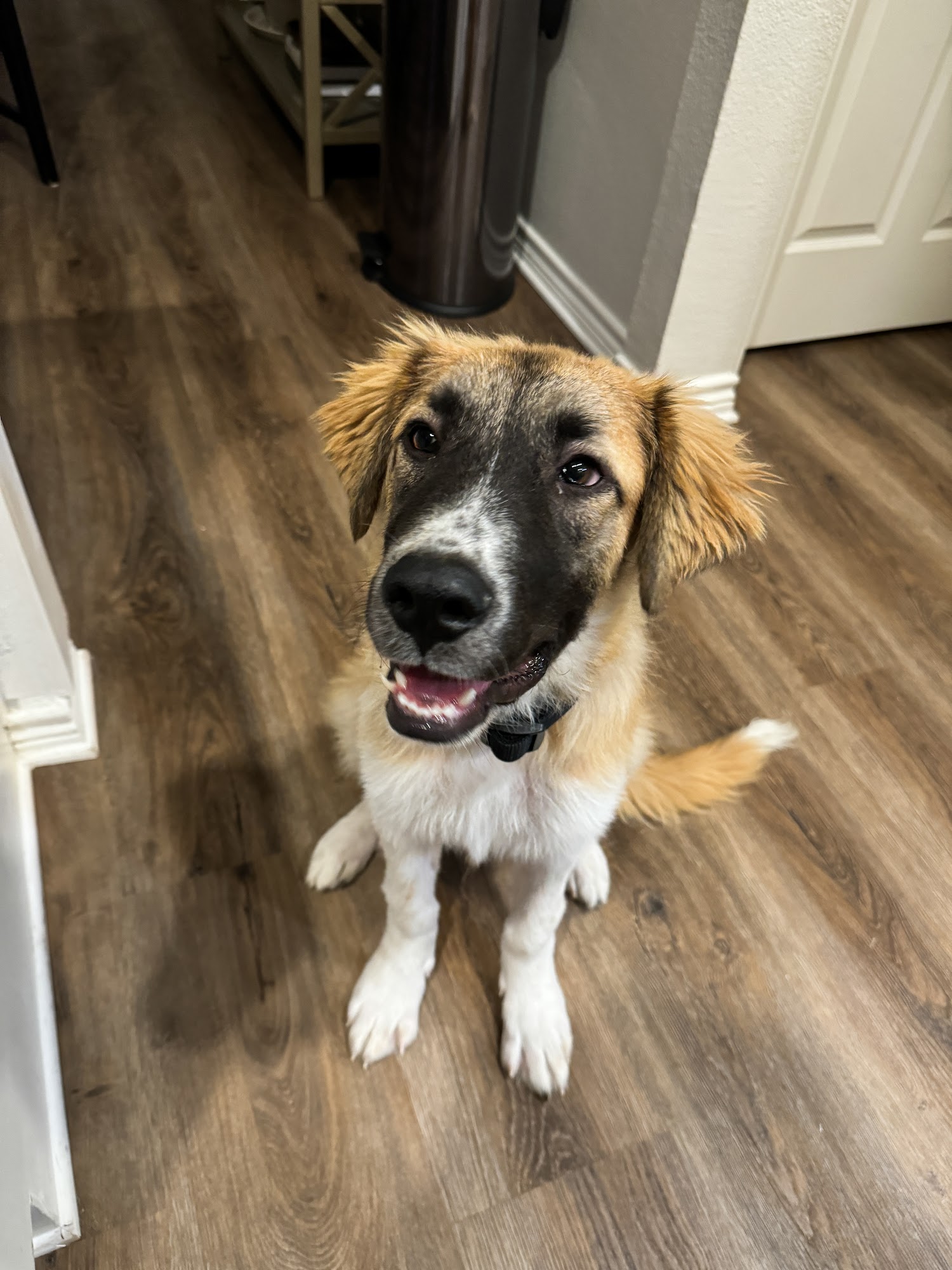 City of Allen Animal Shelter Allen