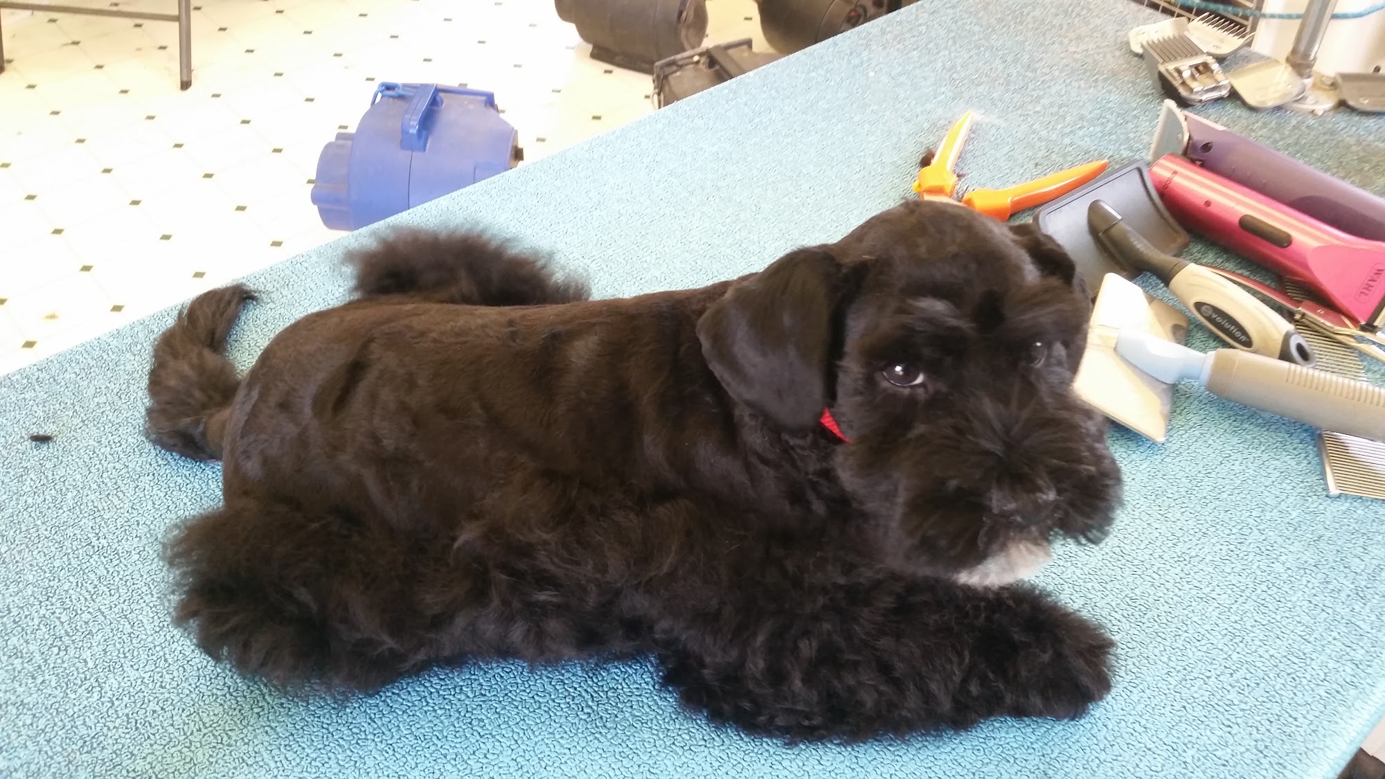 Pet Grooming by Regina Alpine