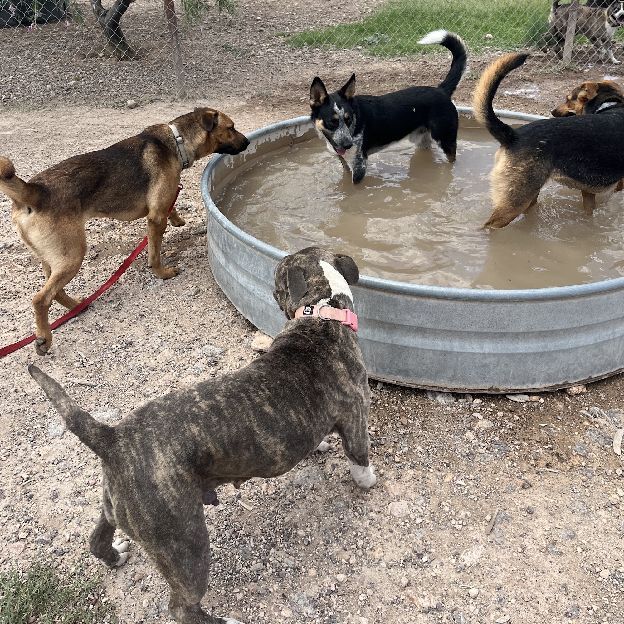 Alpine Animal Shelter Alpine