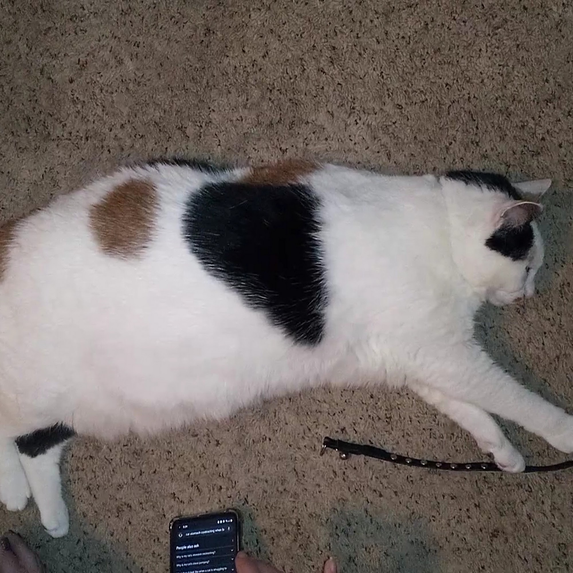 Alvarado Veterinary Clinic Alvarado