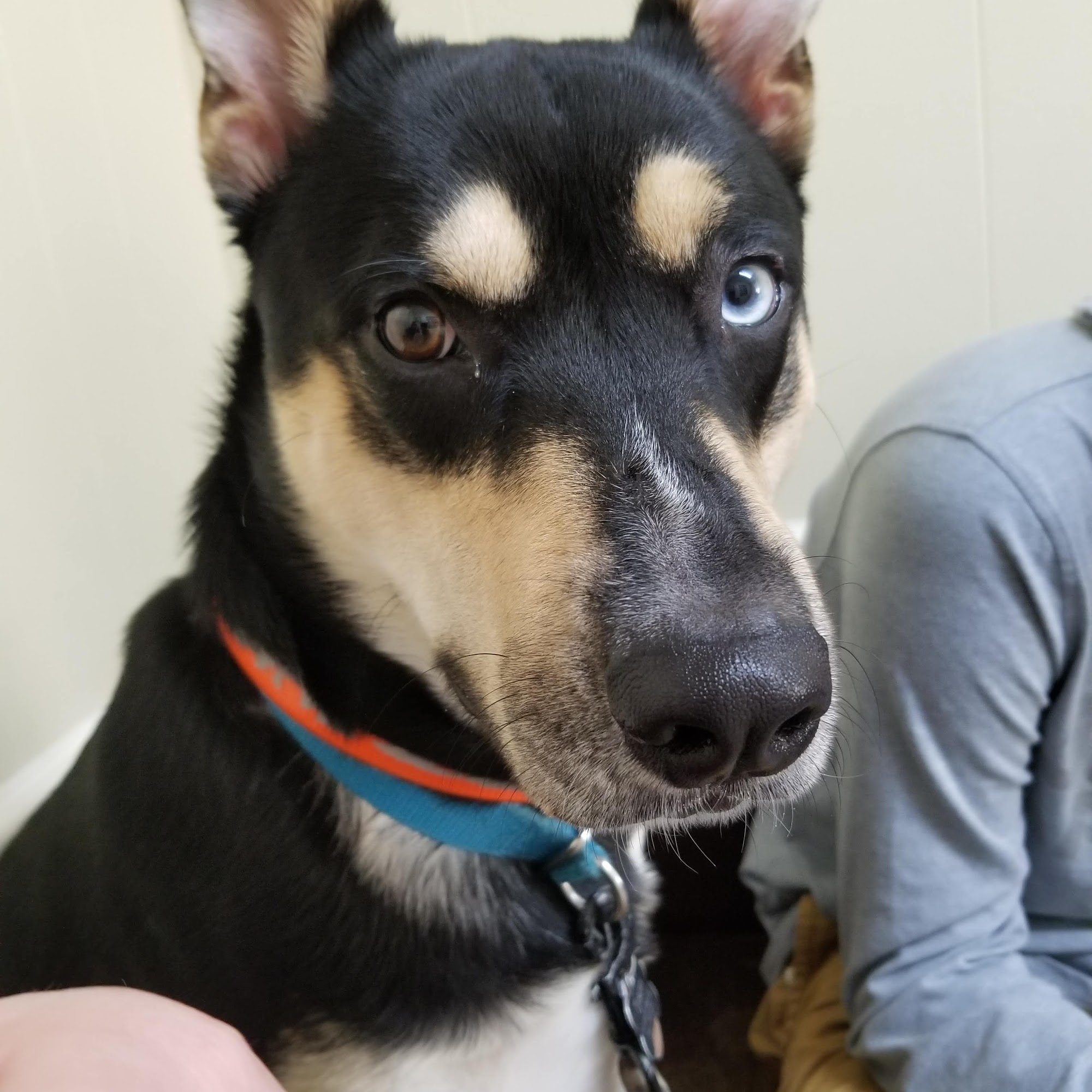 Alvin Animal Clinic Alvin