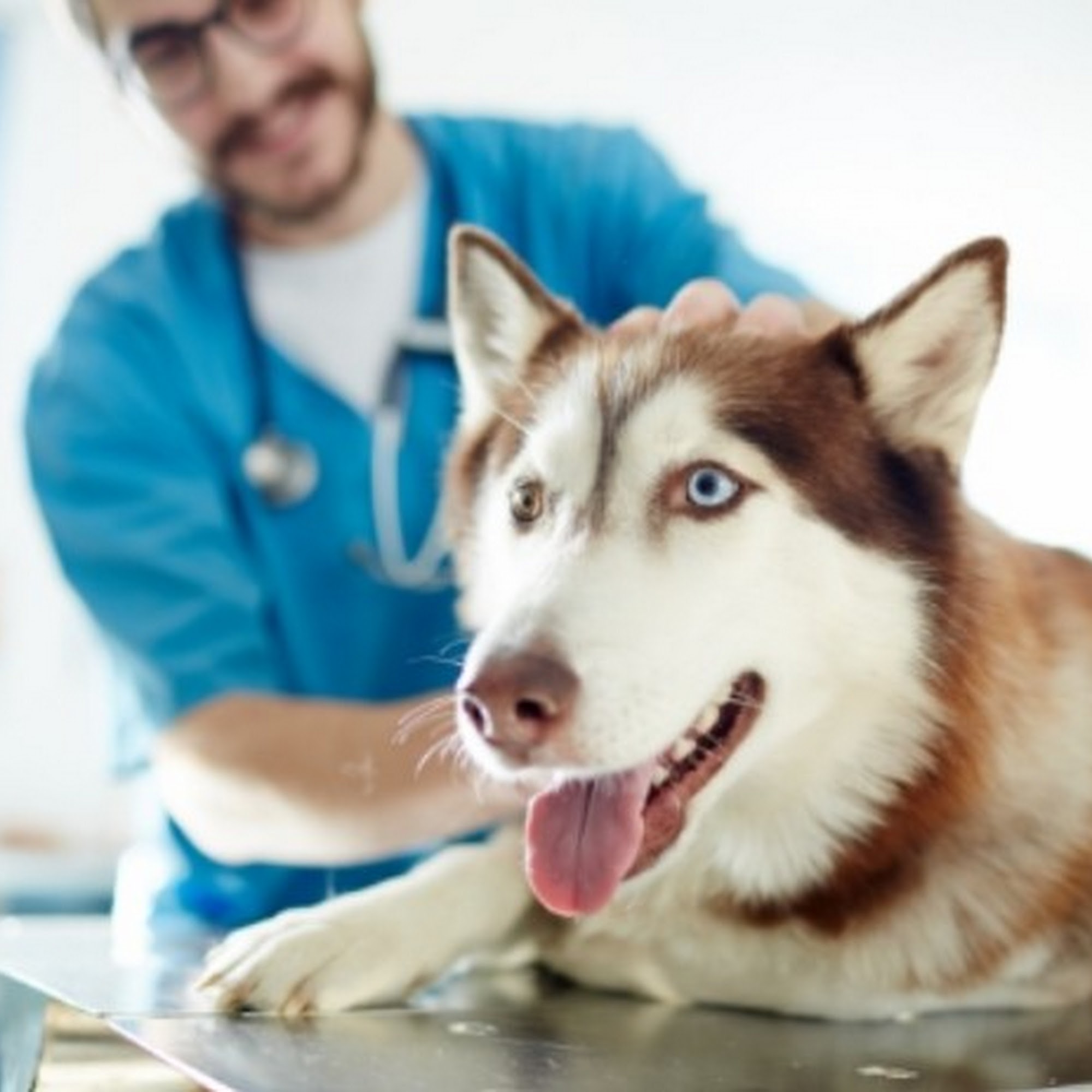 Noah's Ark Pet Hospital Amarillo