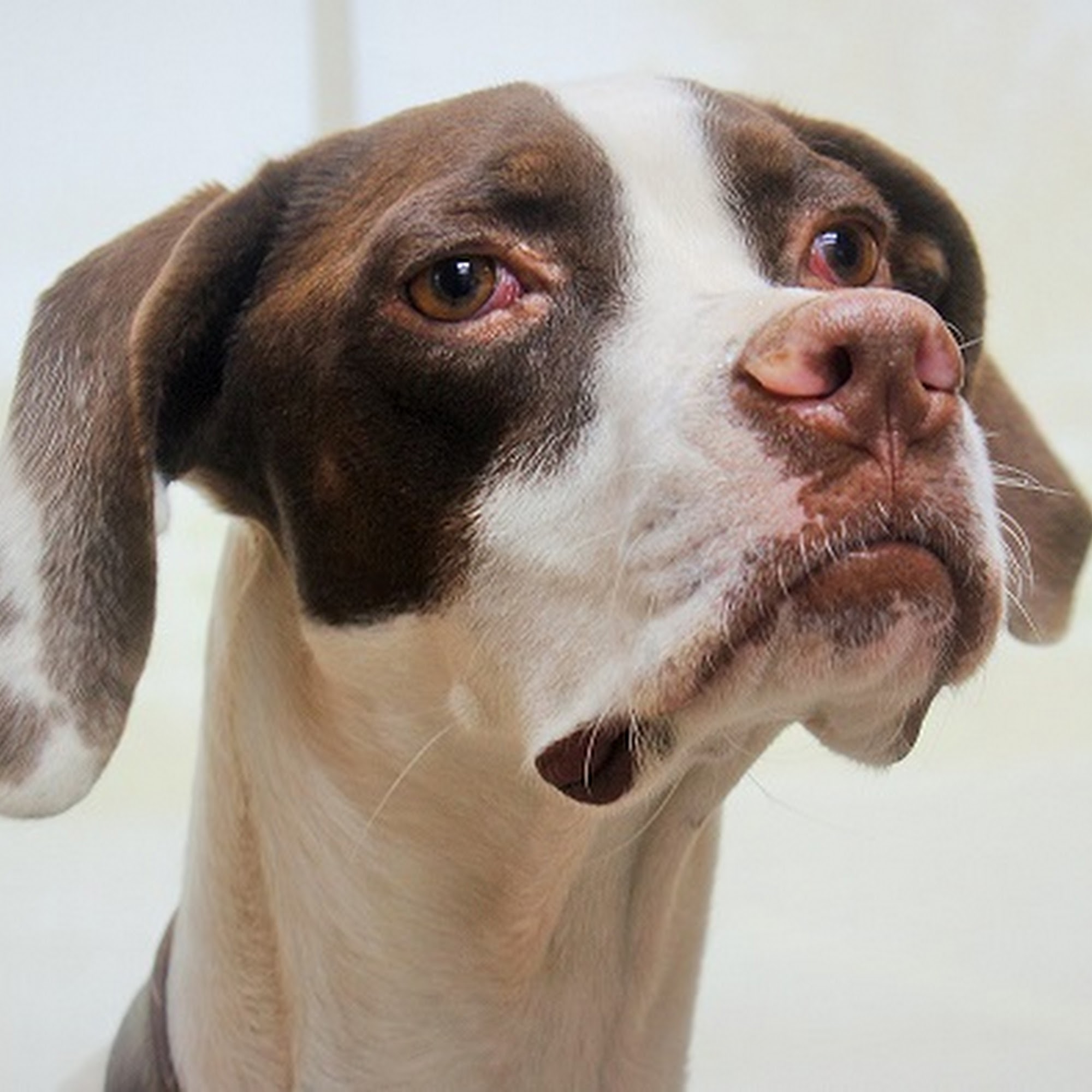 Coulter Animal Hospital Amarillo