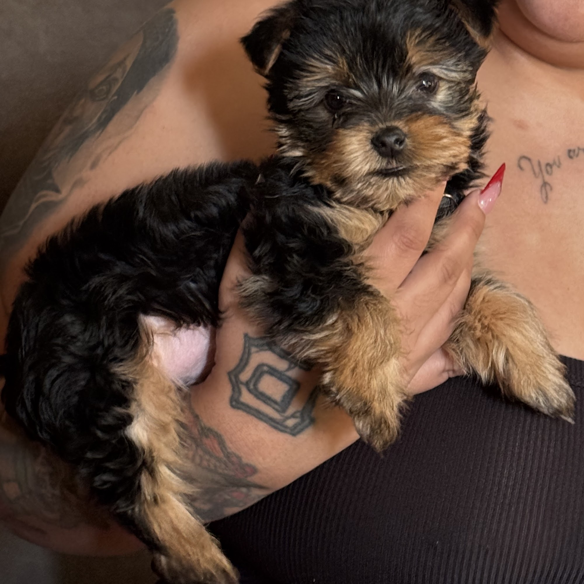 Animal Medical Center Amarillo