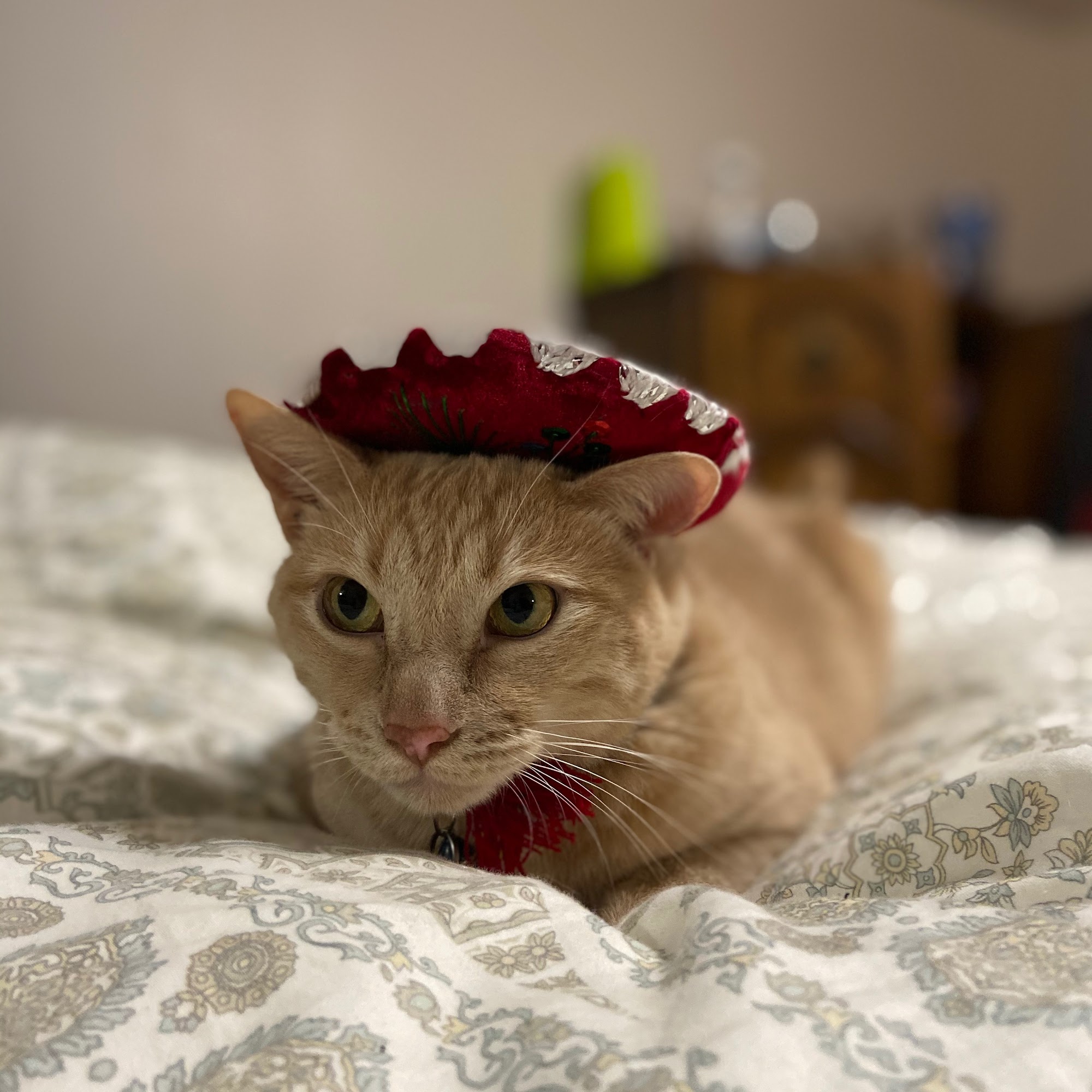 Yarbrough Veterinary Clinic Amarillo