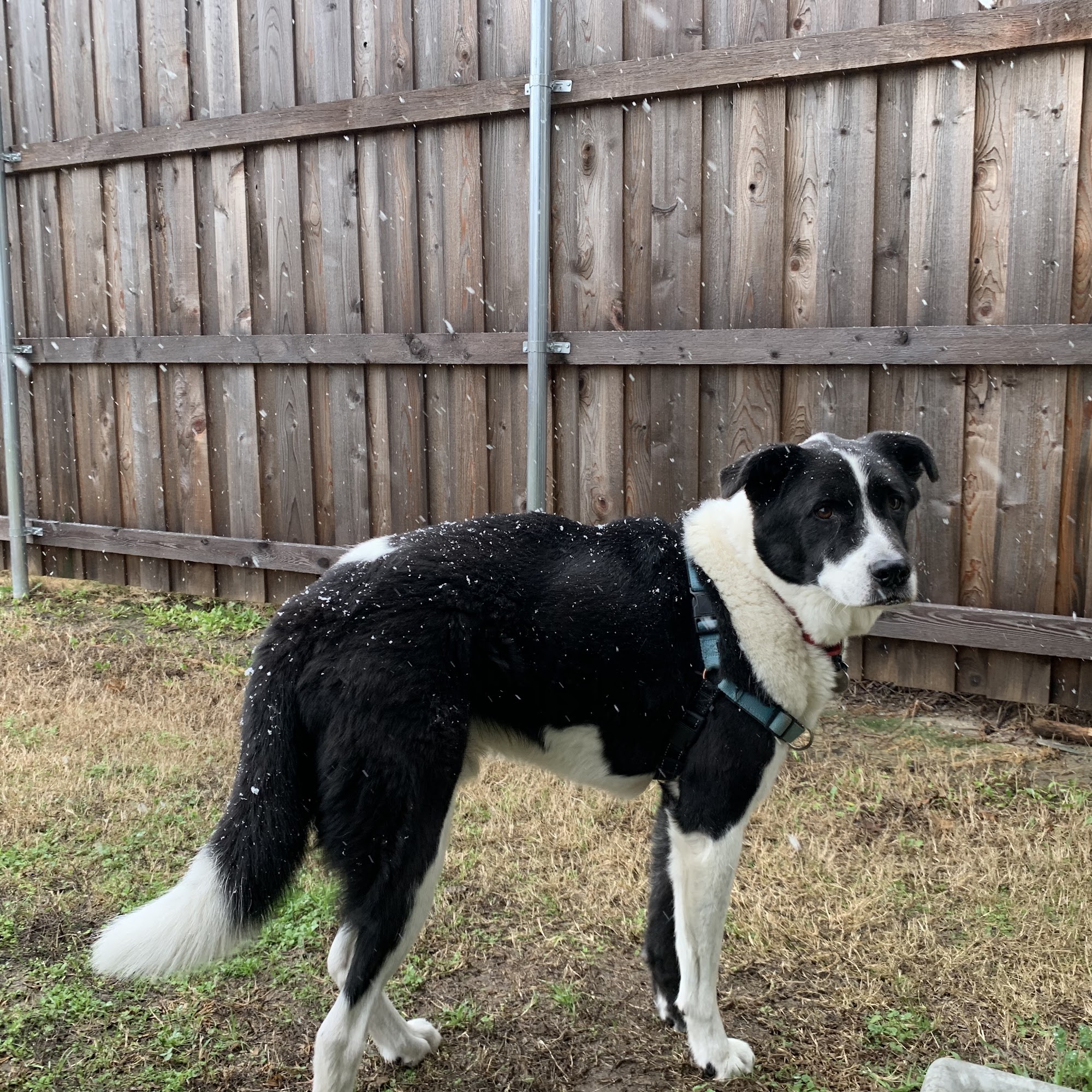 Charter Equine & Small Animal Hospital Amarillo