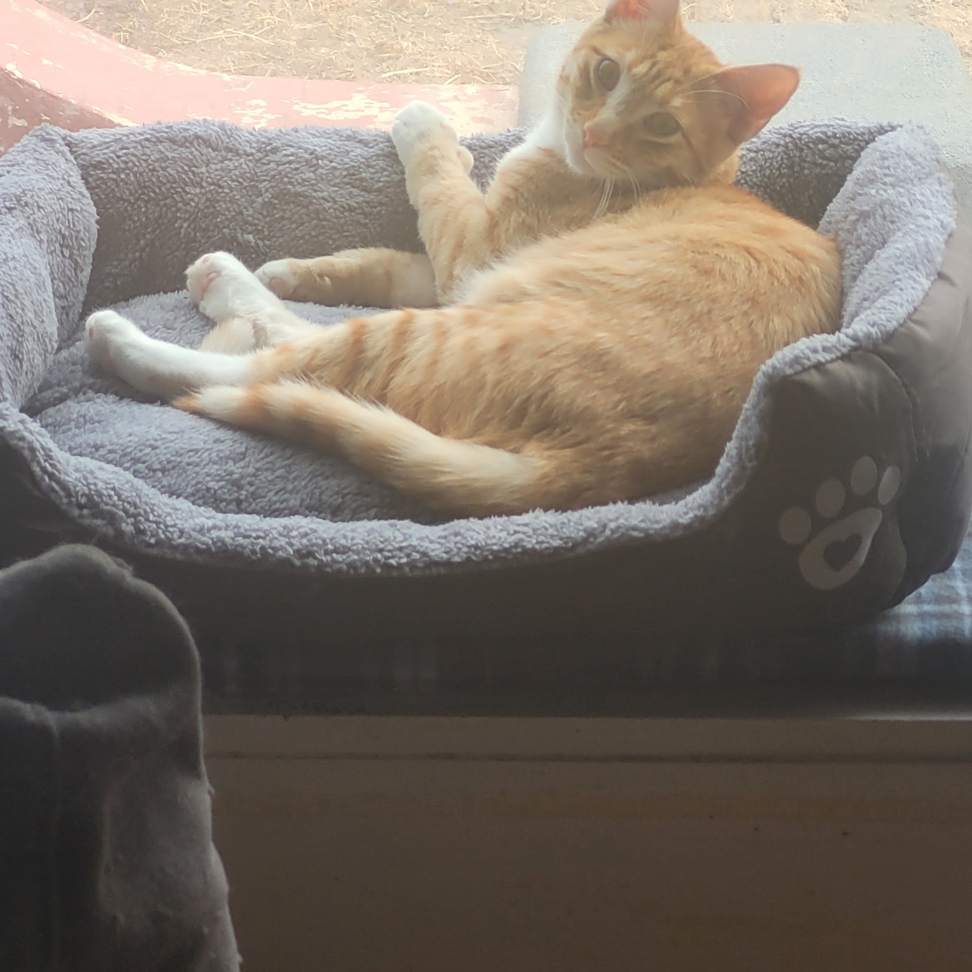 Canyon Road Animal Hospital Amarillo