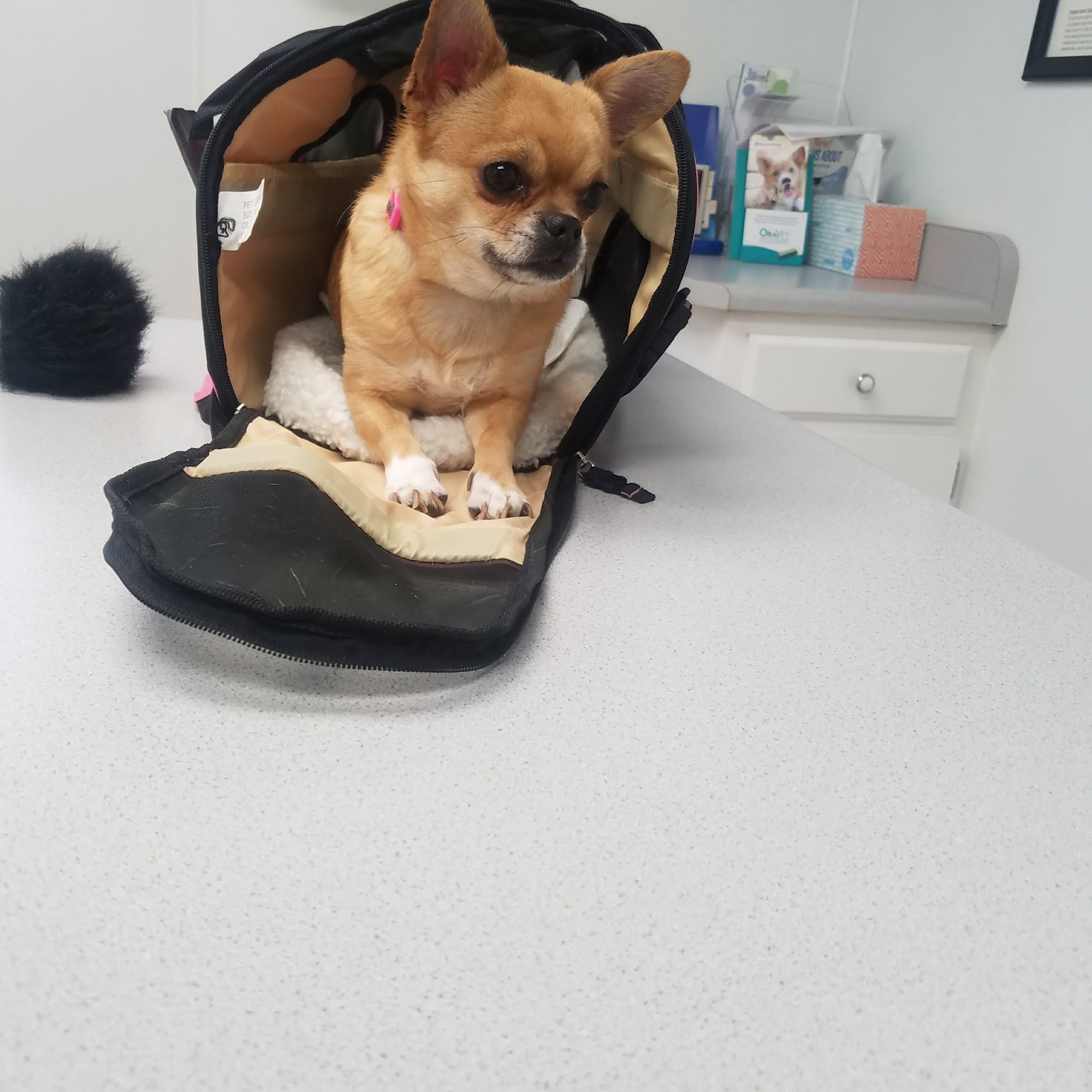 High Plains Veterinary Clinic Amarillo