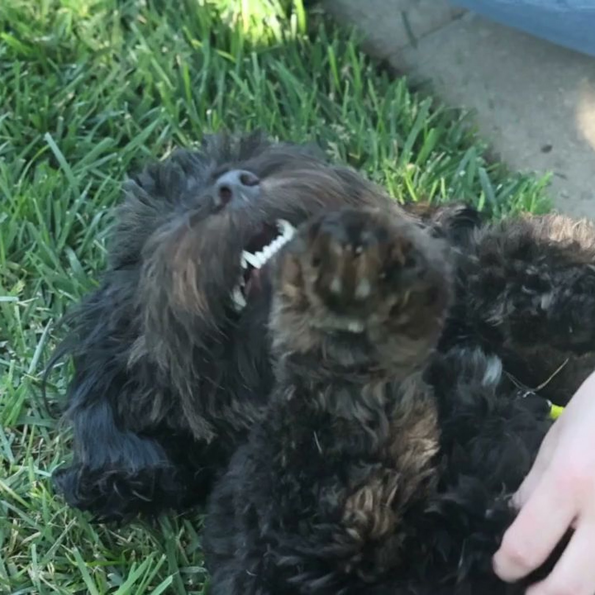 Willow Creek Kennels Amarillo