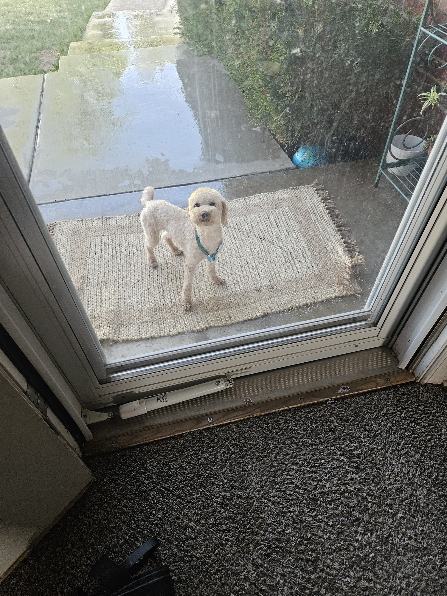 P.E.T.S. Clinic of Amarillo Amarillo