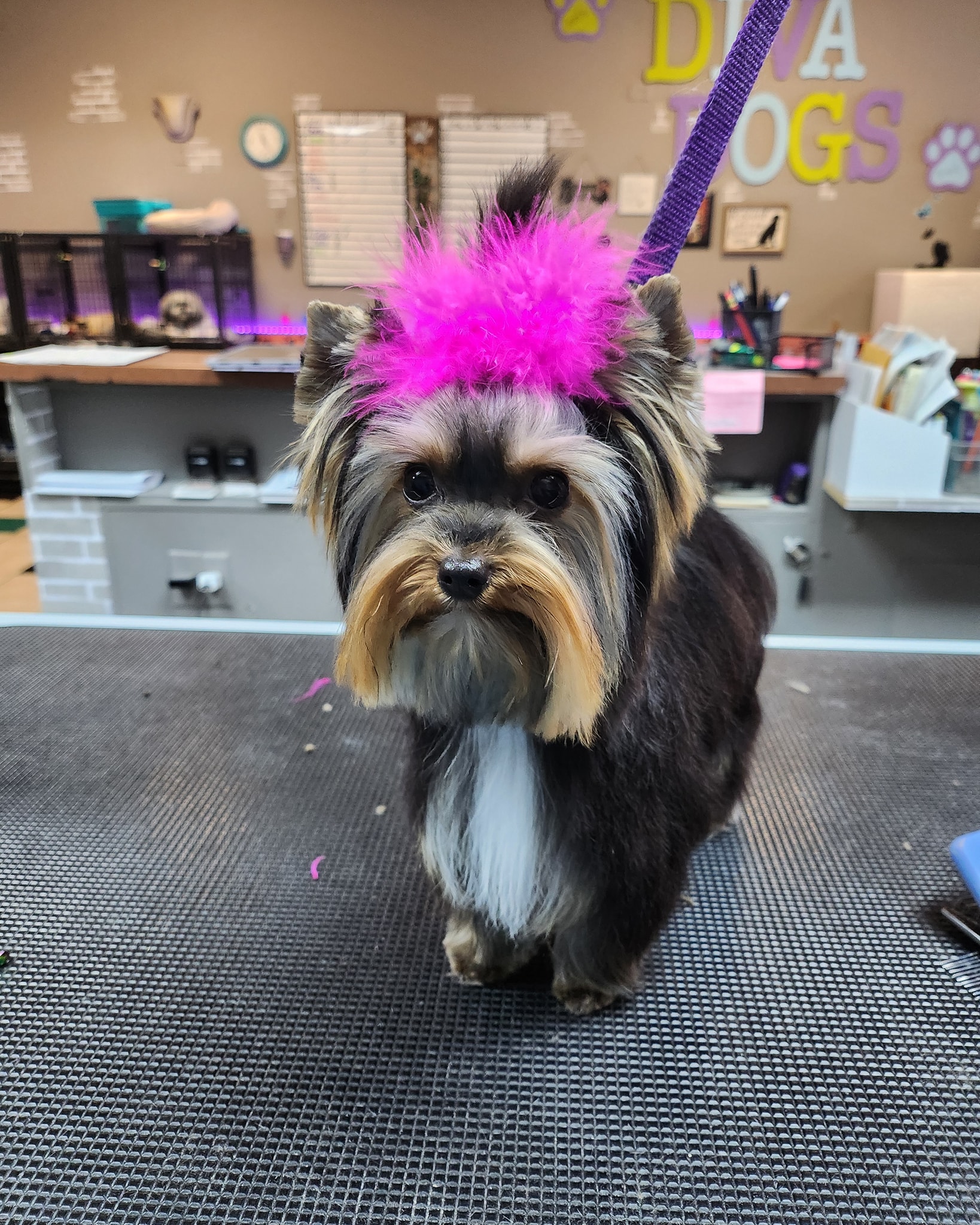 Diva dogs grooming Amarillo