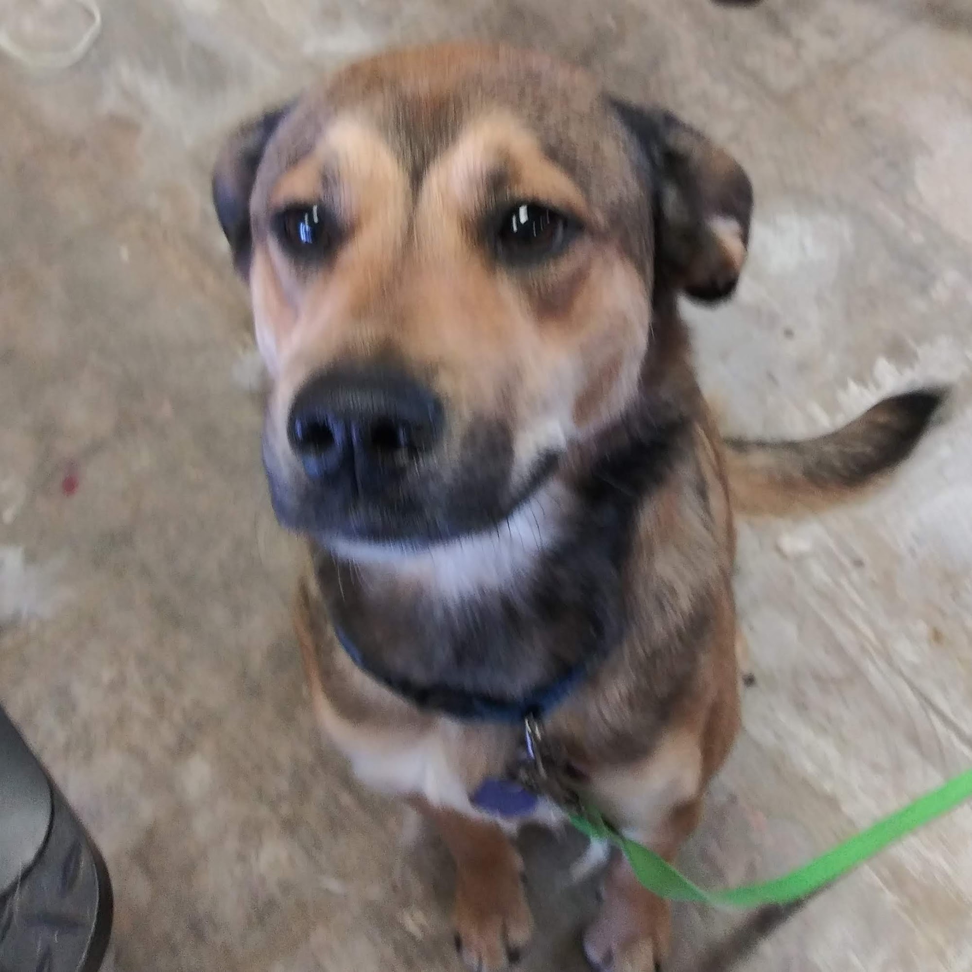 Diva dogs grooming Amarillo