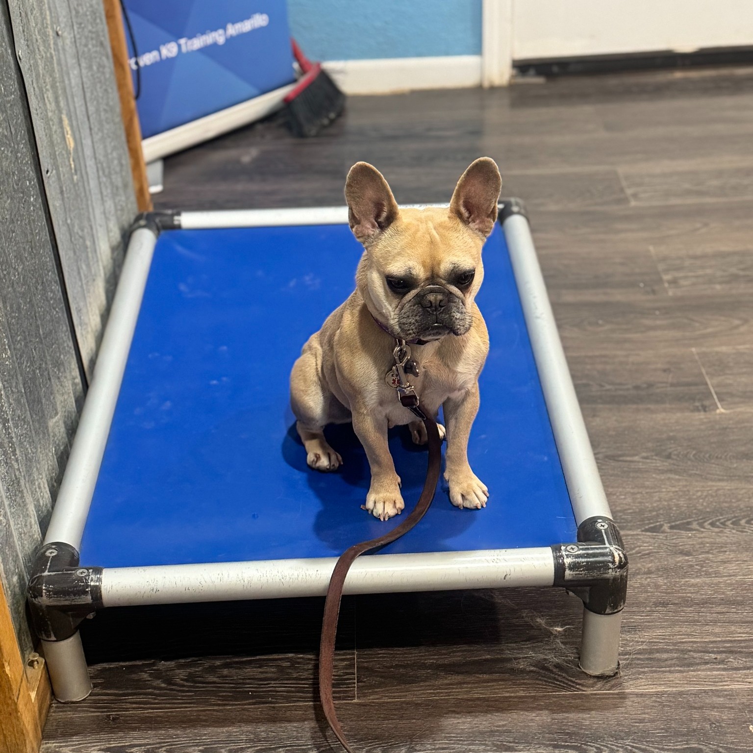 Proven K9 Training Amarillo Amarillo