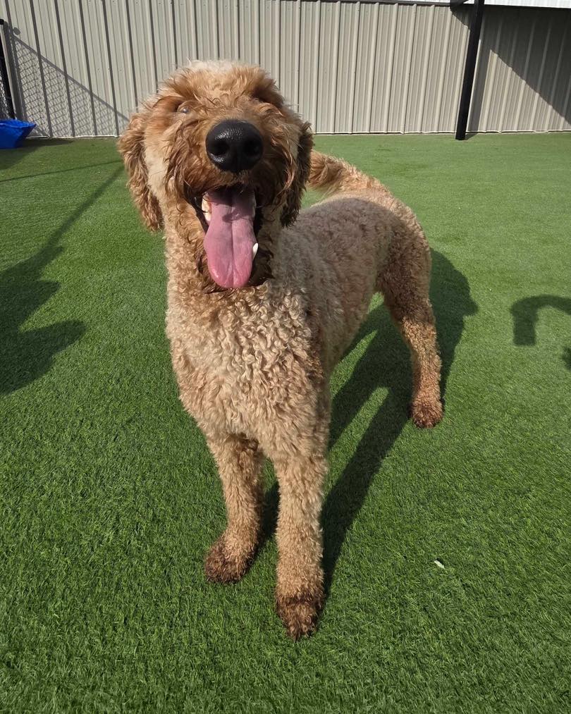 Amarillo Fetch Amarillo