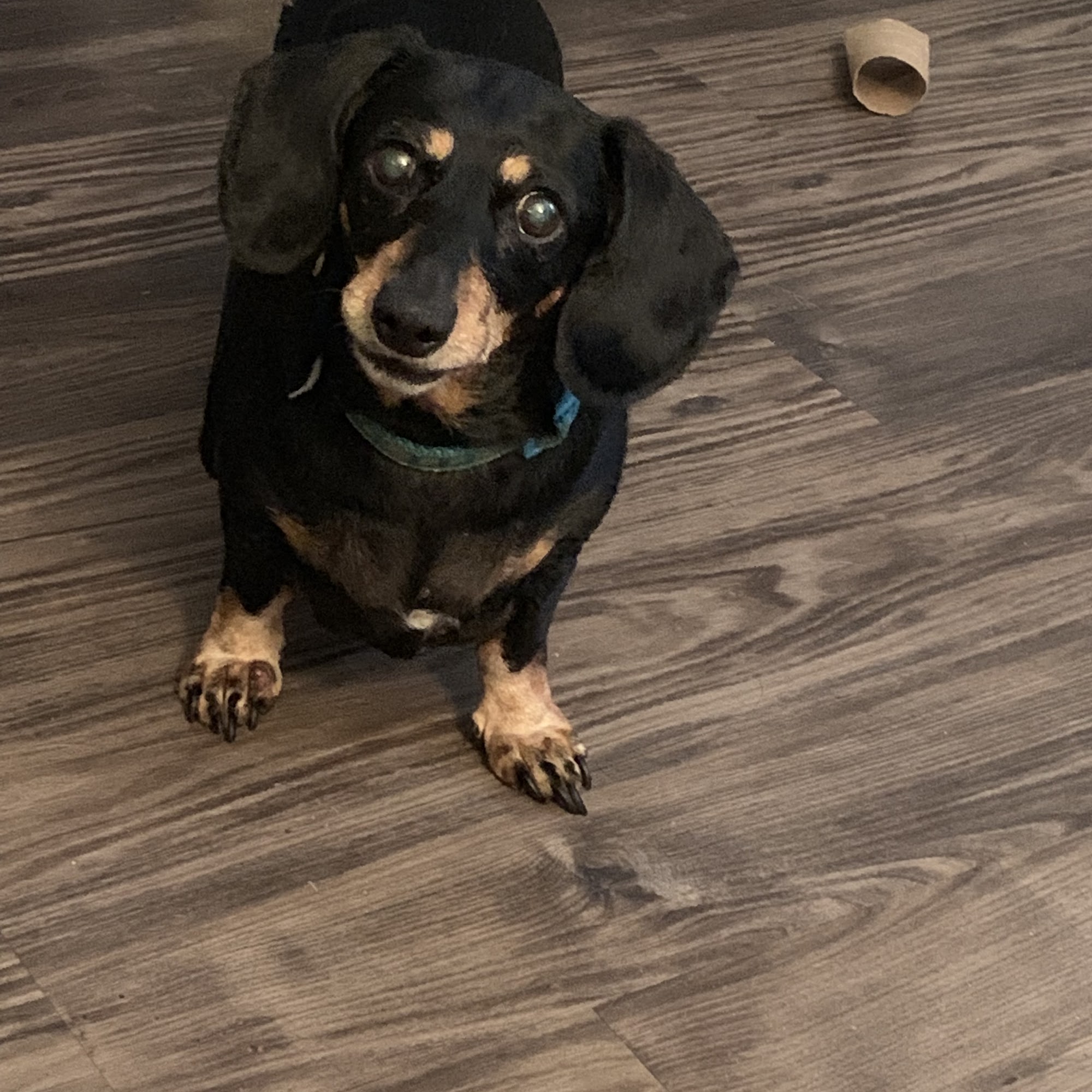 Get Along Little Doggies Amarillo