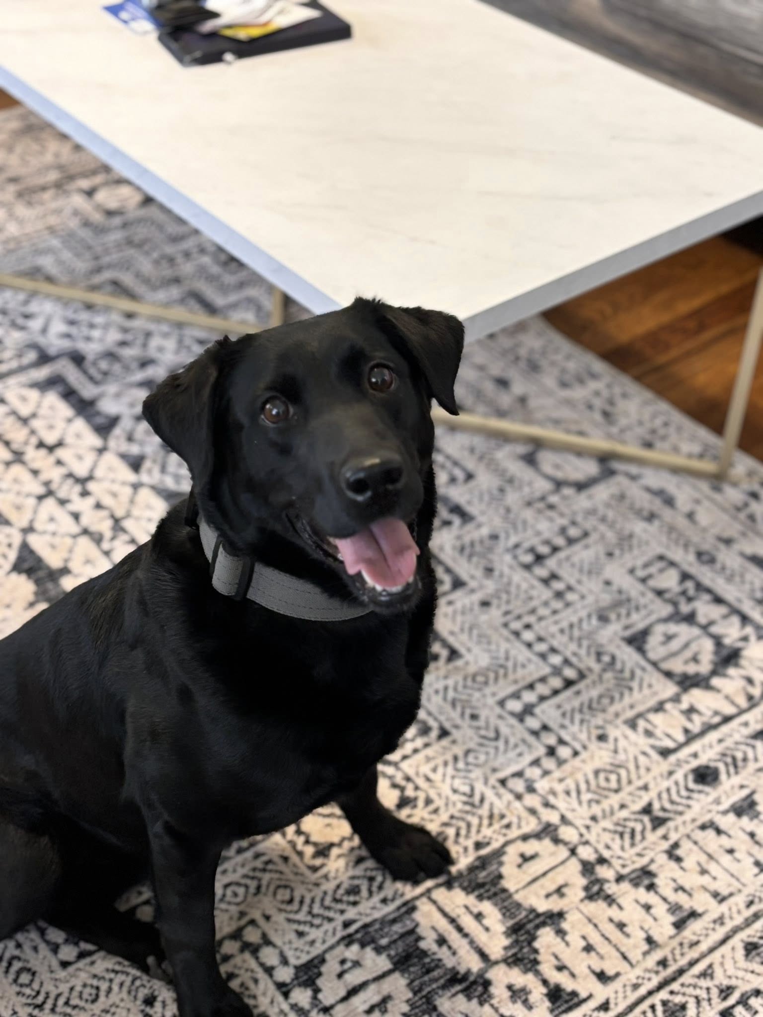 Get Along Little Doggies Amarillo