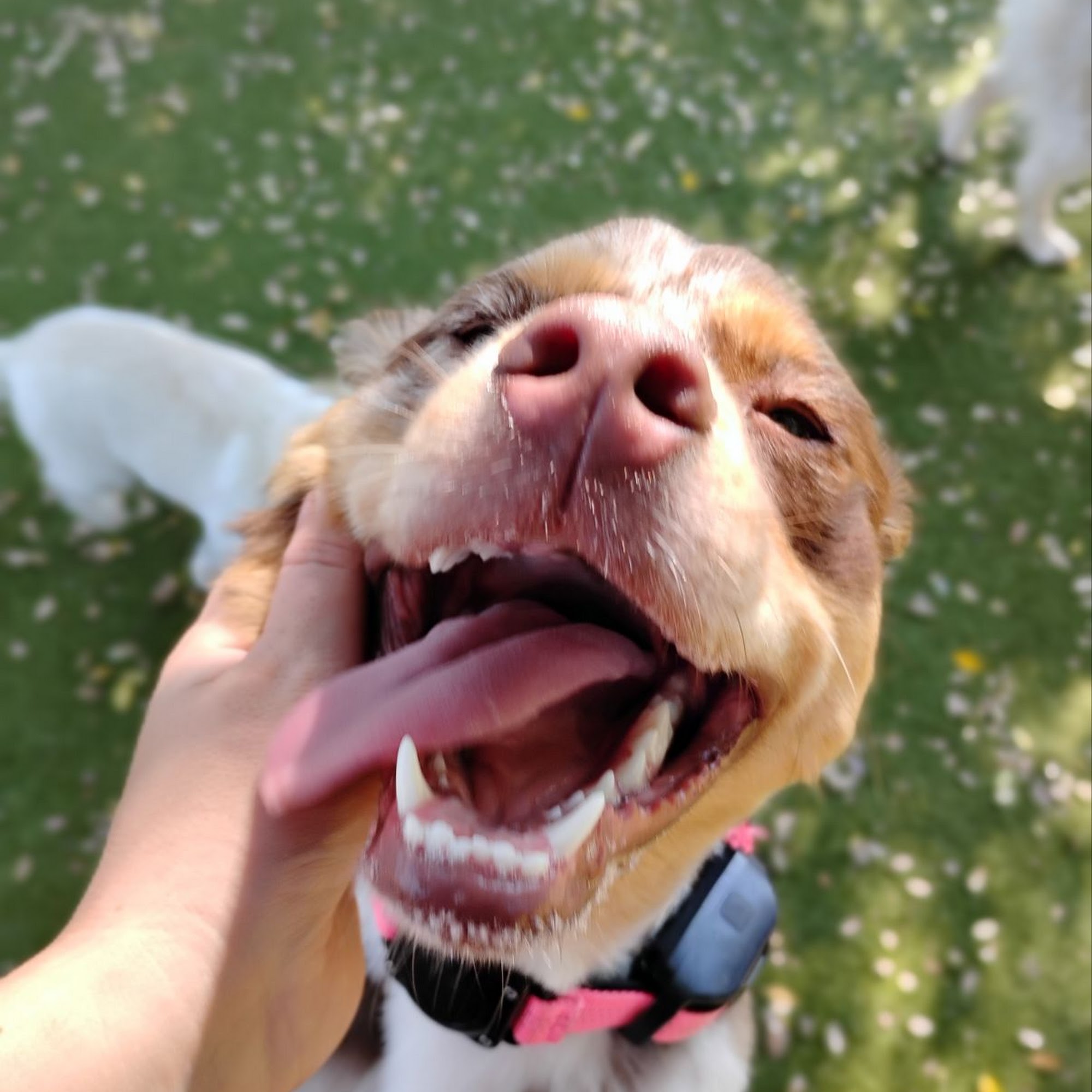 Le Chateau Pet Resort - Pet Boarding Amarillo Amarillo