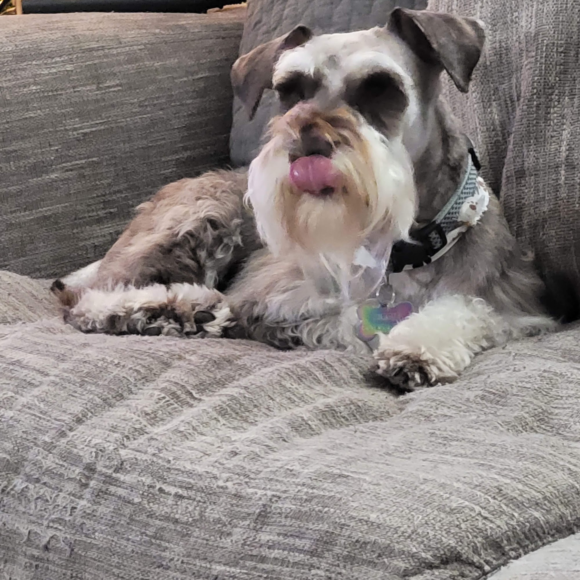 Paula's Paws Pet Grooming Amarillo