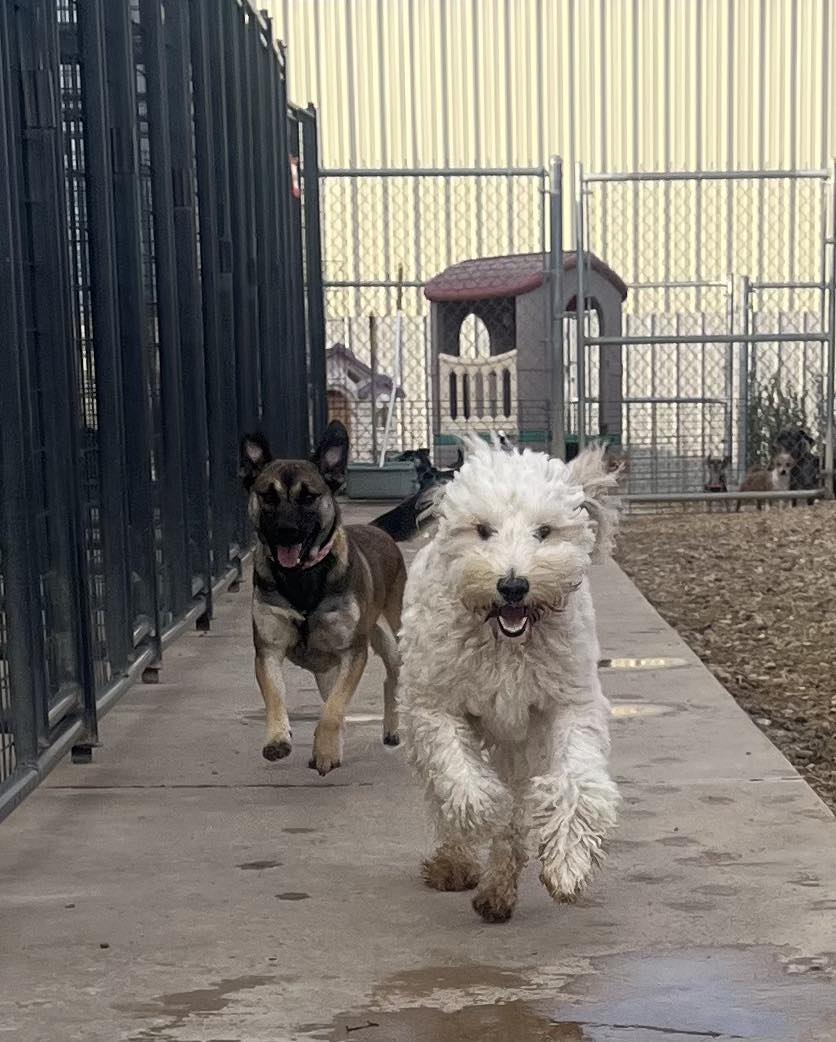 Rowdy Dogs Pet Resort Amarillo