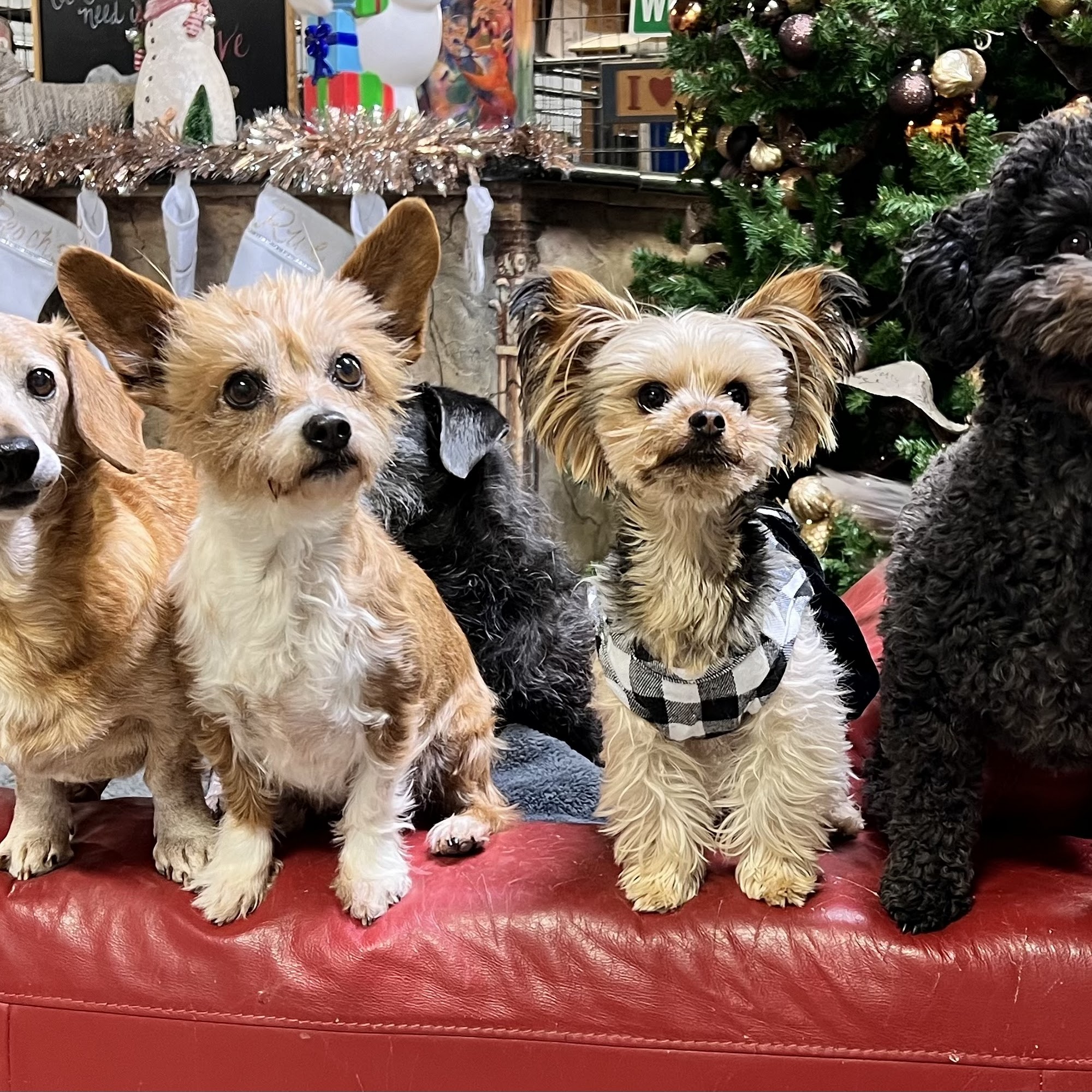 Rowdy Dogs Pet Resort Amarillo