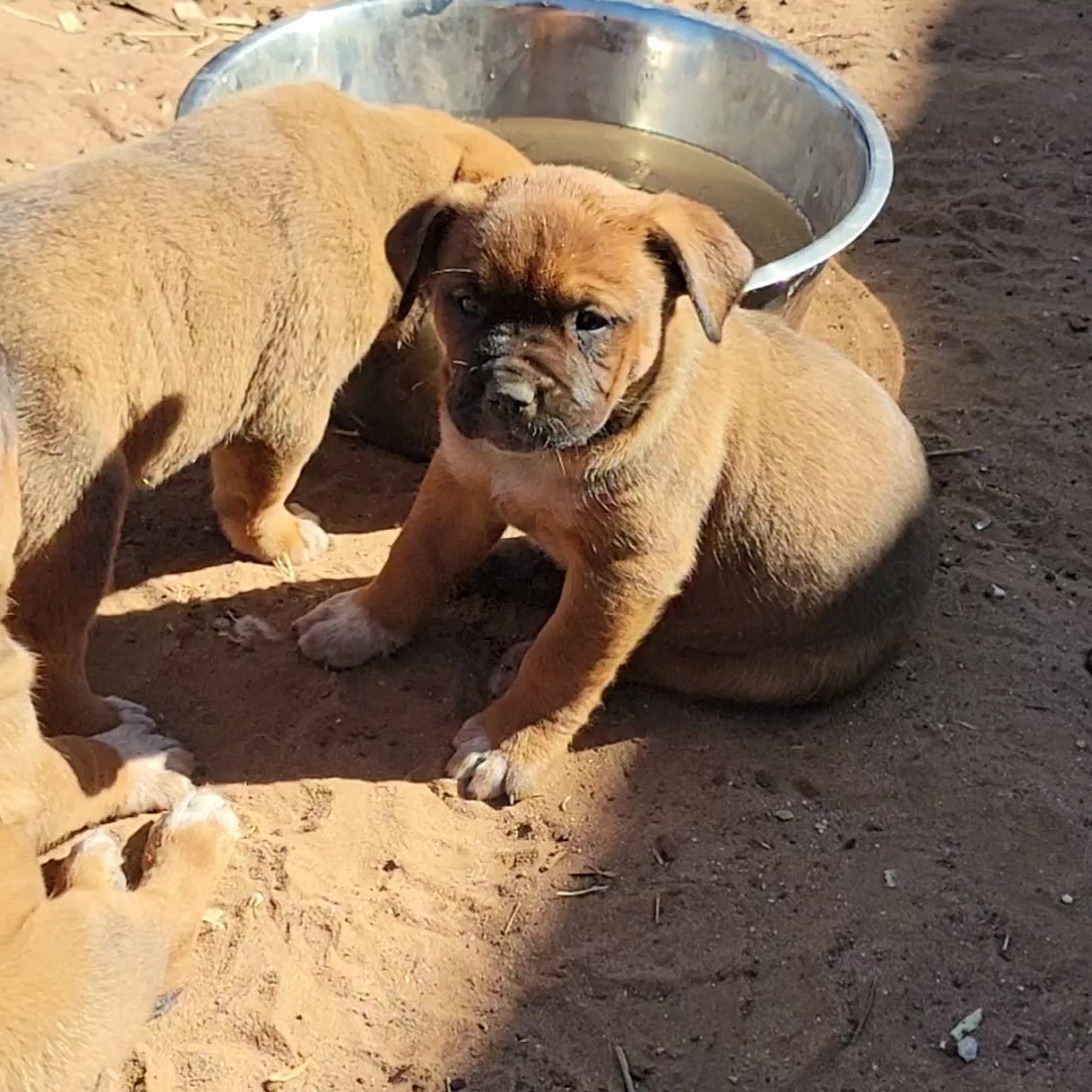 Andrews Veterinary Clinic Andrews