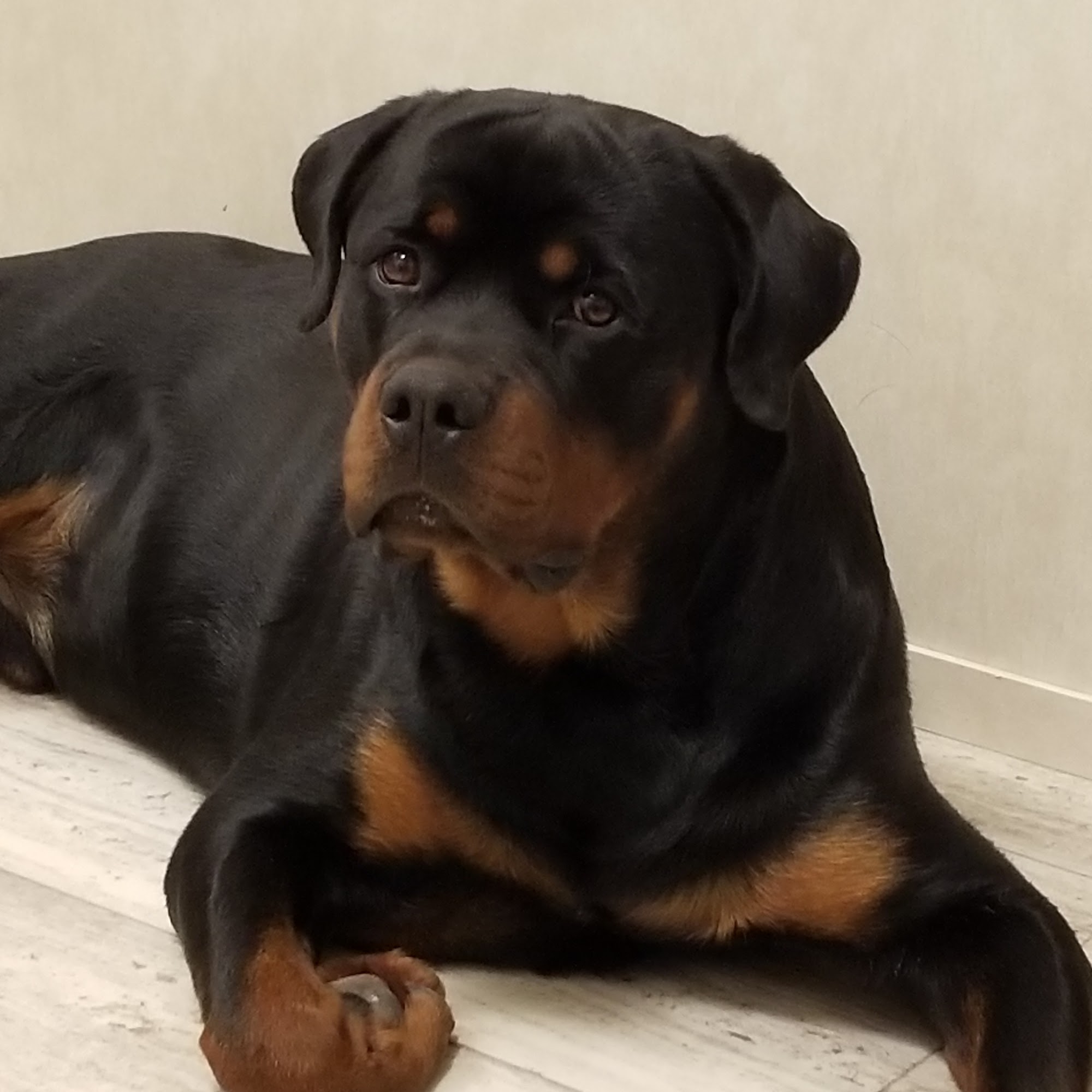 Veterinary Medical Center of the Gulf Coast Angleton