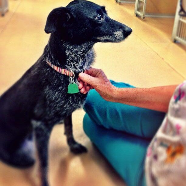 Veterinary Medical Center of the Gulf Coast Angleton