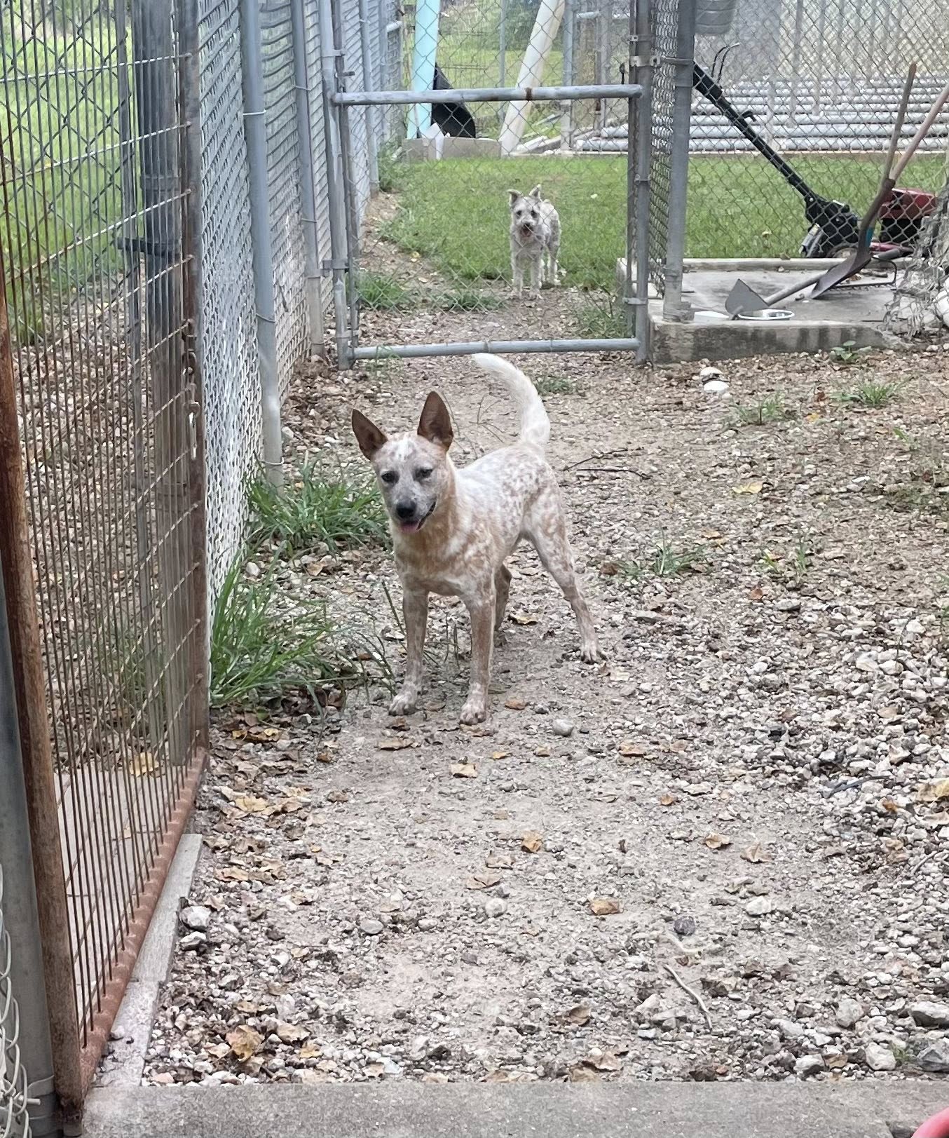 Oakwood Kennels Angleton